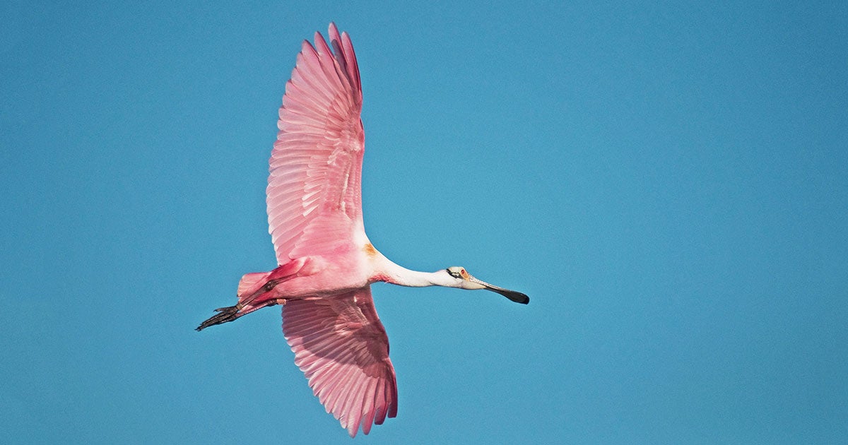 17 Fabulous Fall Birding Events | Audubon