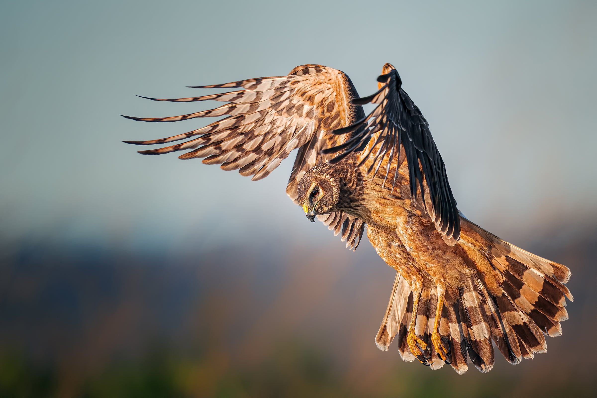 A female Northern Harrier flies over a wetland, her broad wings raised over her head. Her long tail striped with white and brown spreads out like a fan, her round face looking down.
