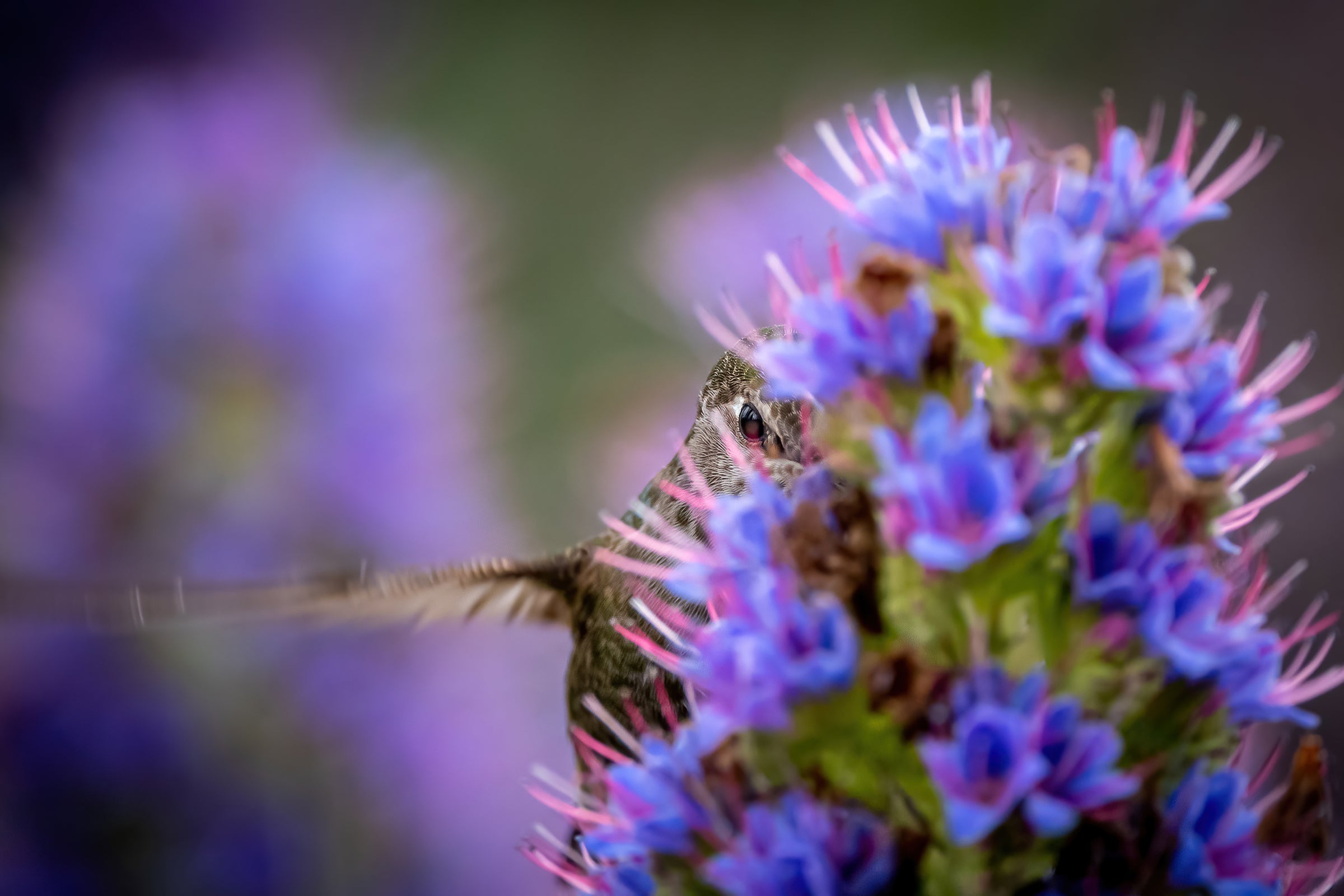 More than a dozen purple blooms on a Pride of Madeira plant obscure all but a blurred wing and one eye of an Anna's Hummingbird. The hummingbird faces the viewer with its eye clearly visible between two flowers, appearing to be making eye contact with the photographer.