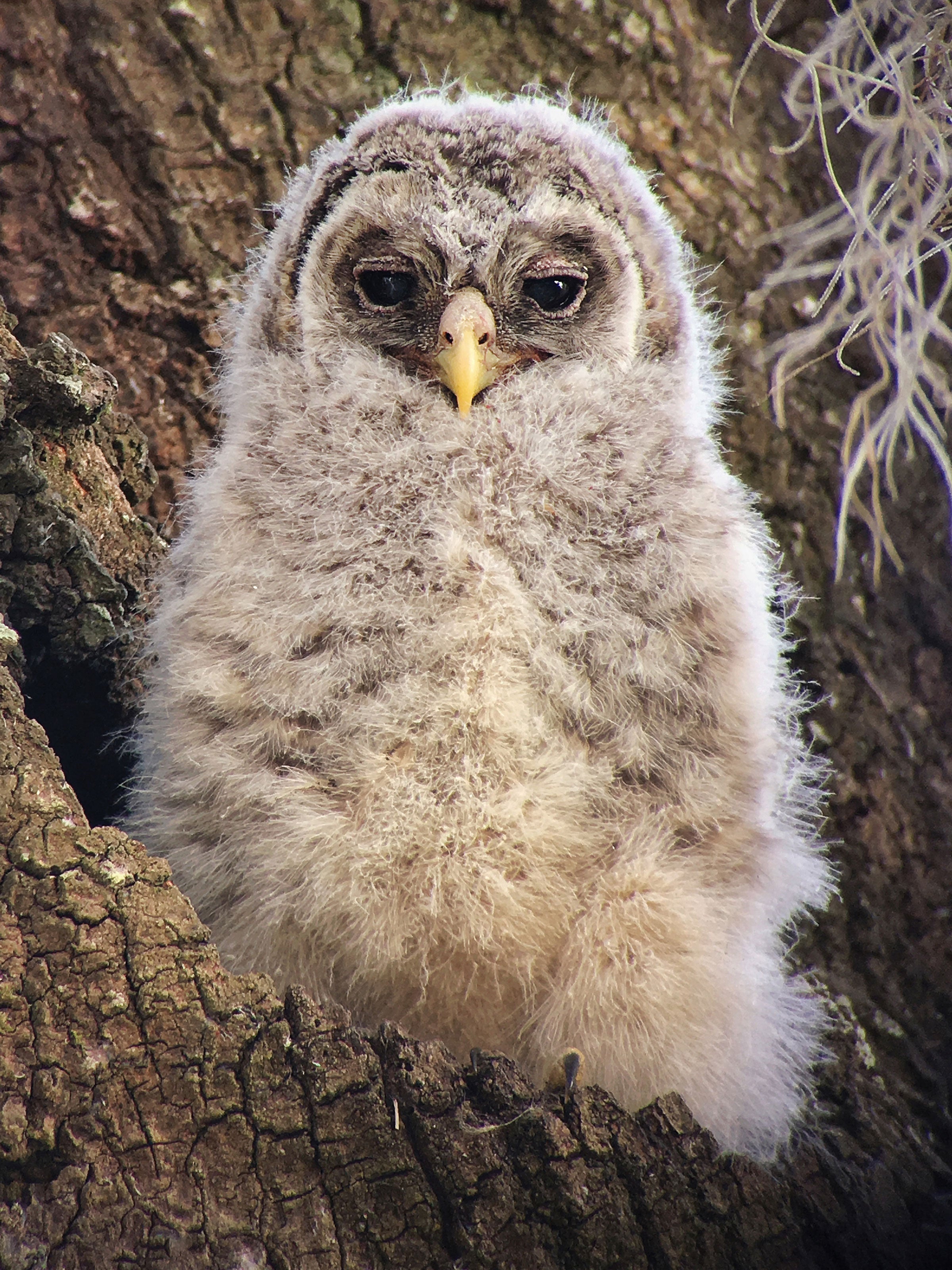 A Barred Owl at the Circle B Bar Reserve in Lakeland, Florida, photographed with an iPhone 6s Plus. Karen Willes