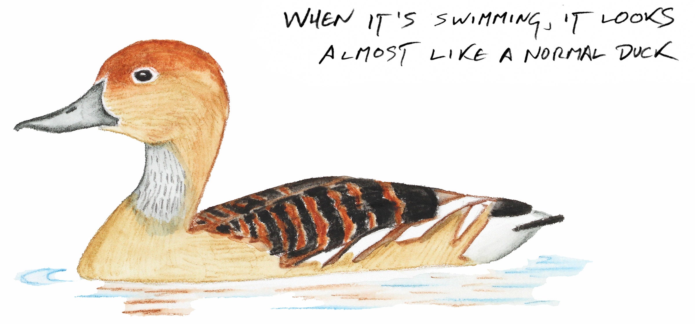 Illustration: Kenn Kaufman
