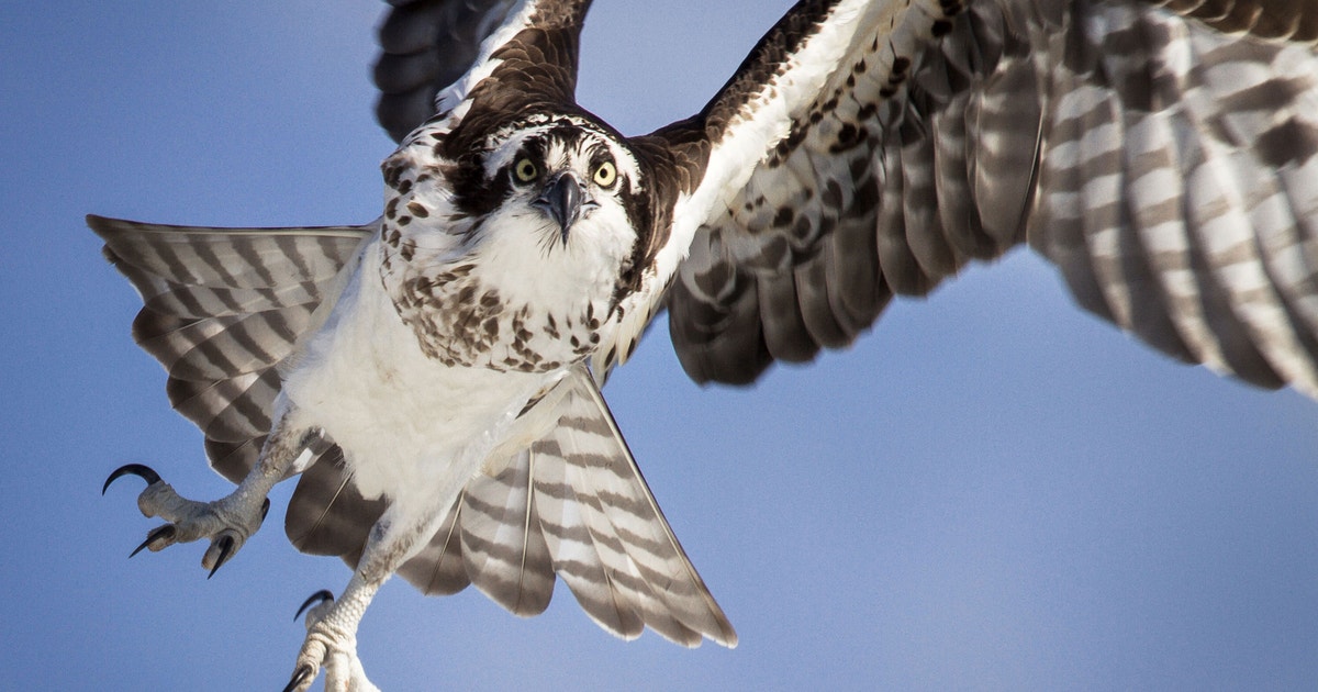 Rahtor Birdist Rule #93: Understand How Different Raptors Are Built to Hunt ...