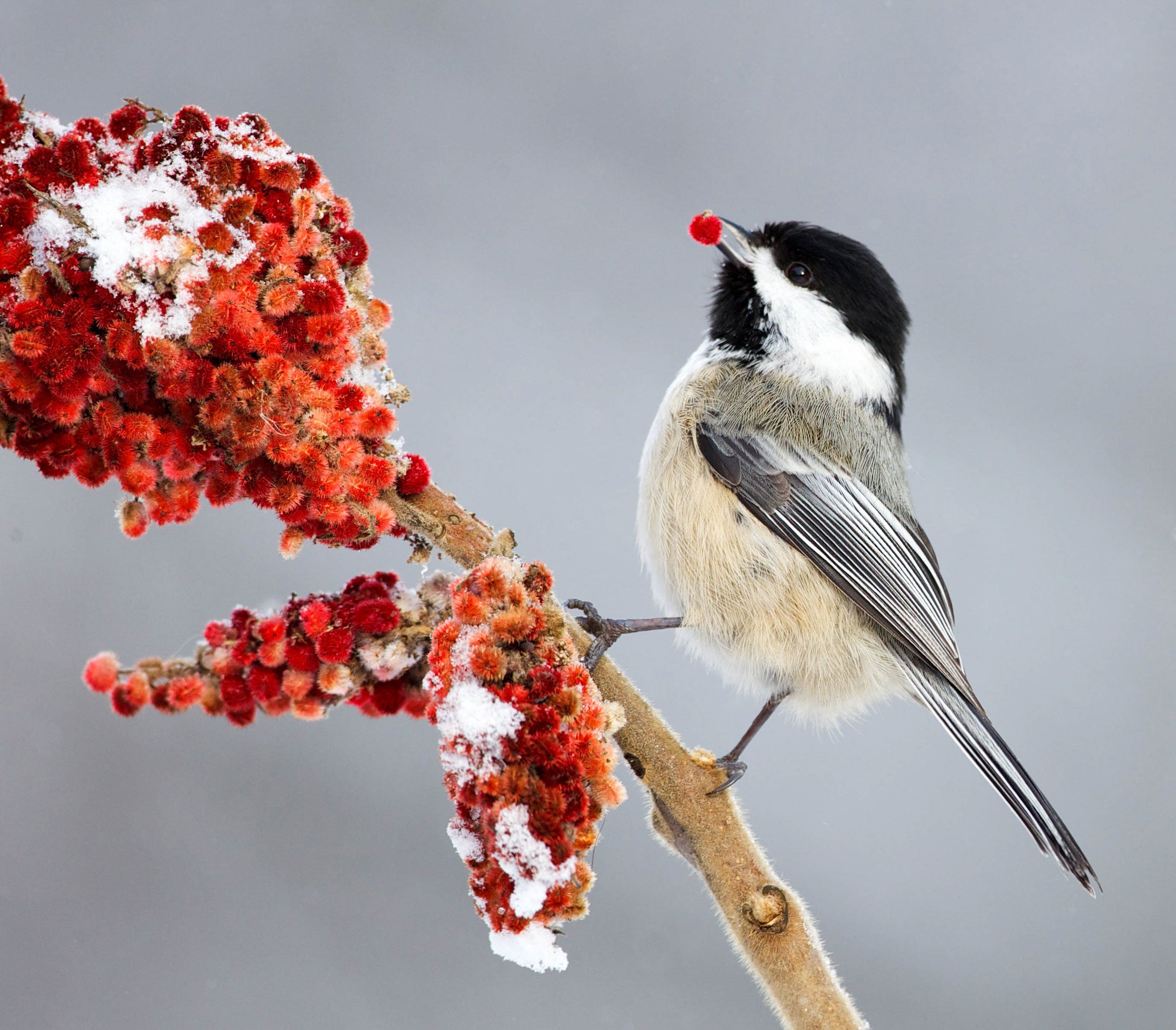 Black-capped Chickadee on a staghorn sumac. Missy Mandel/Great Backyard Bird Count