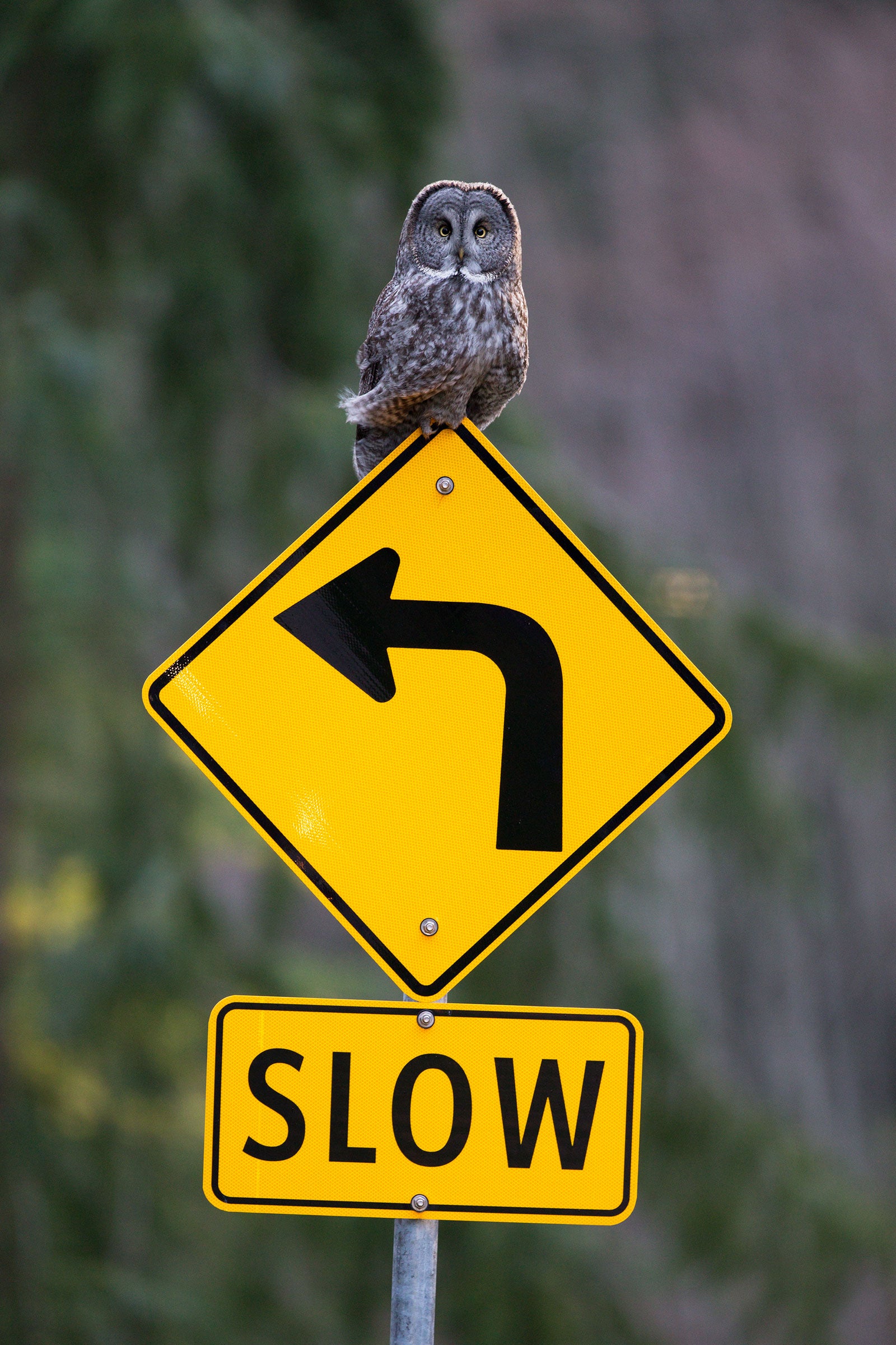 While trying to get a photo of this Great Gray Owl, the author had her shot blocked by another photographer, a reminder to respect other shooters as well as the birds. <a href="http://www.neverspook.com/">Roberta Olenick</a>