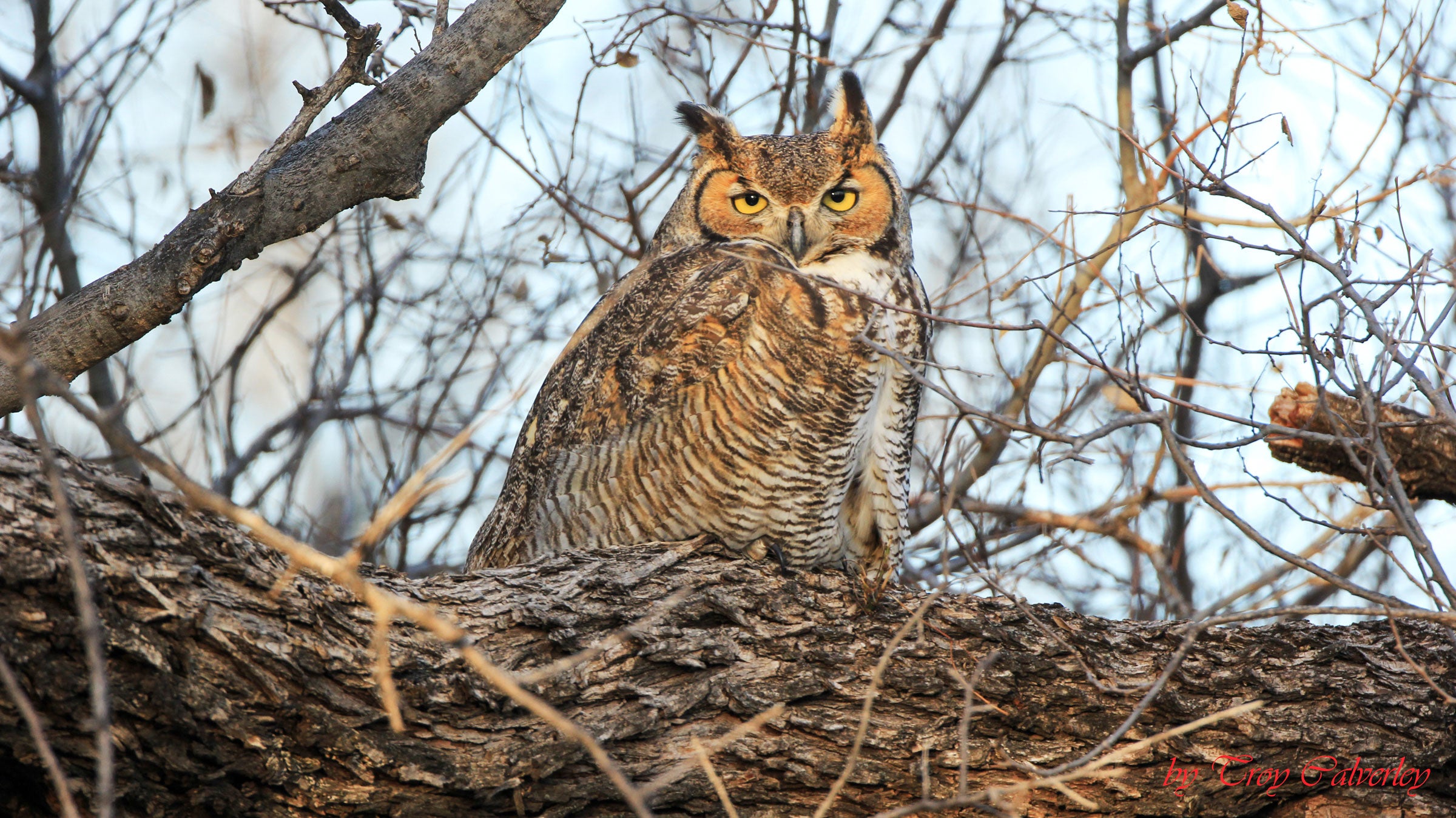Great Horned Owl. Troy Calverly/Great Backyard Bird Count