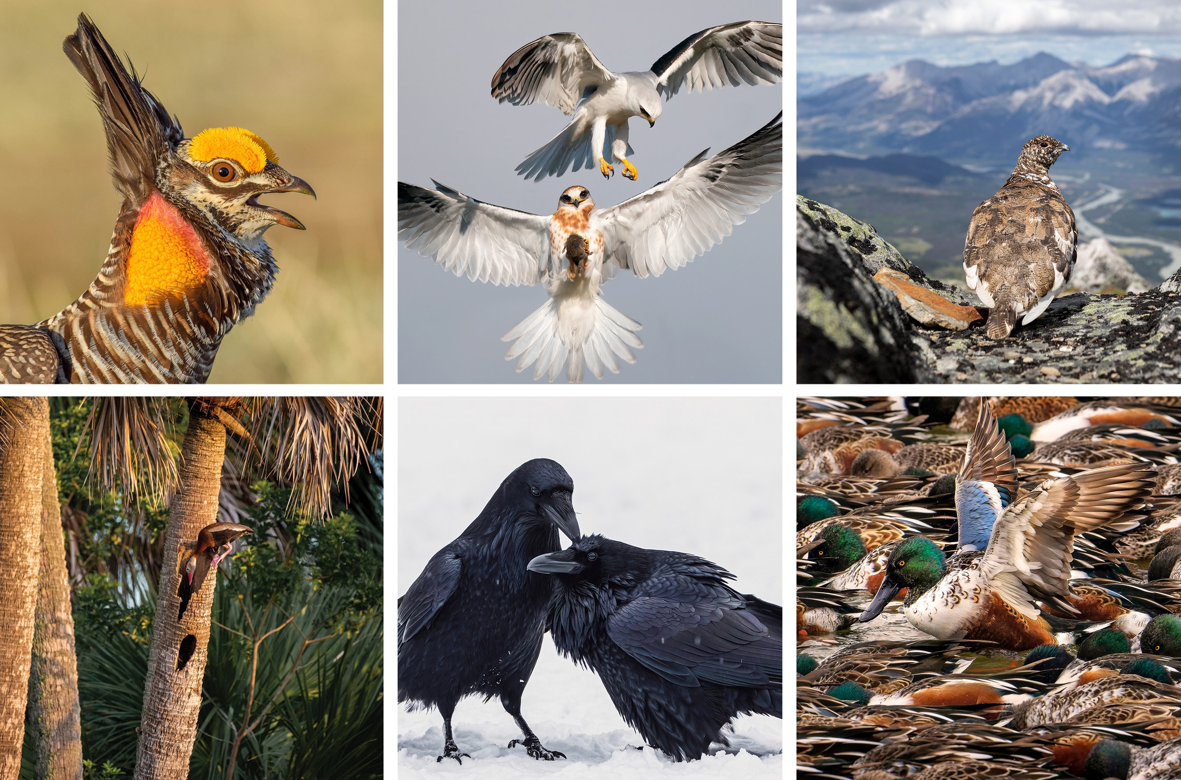 The 2022 Audubon Photography Awards: Winners and Honorable Mentions