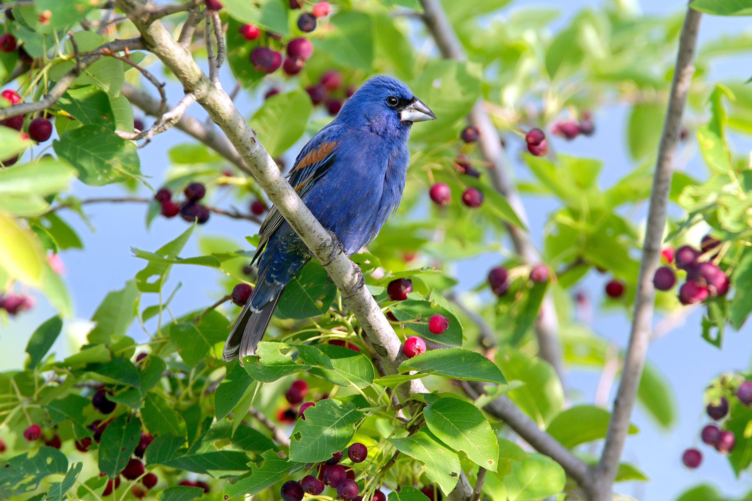 Blue Grosbeak in serviceberry. Dave Maslowski