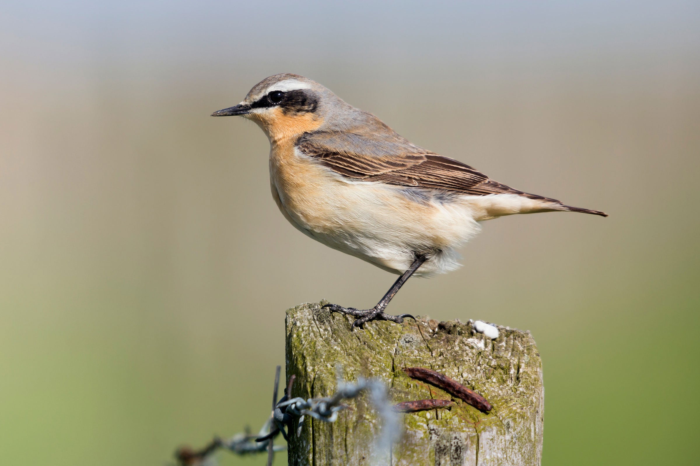 Northern Wheatear. Alby DeTweede