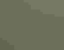 An eight-inch black bird with a long bill sits in a tree with many waxy green leaves. The photo quality is not very sharp, giving away the photo's age—it was taken in 1975.