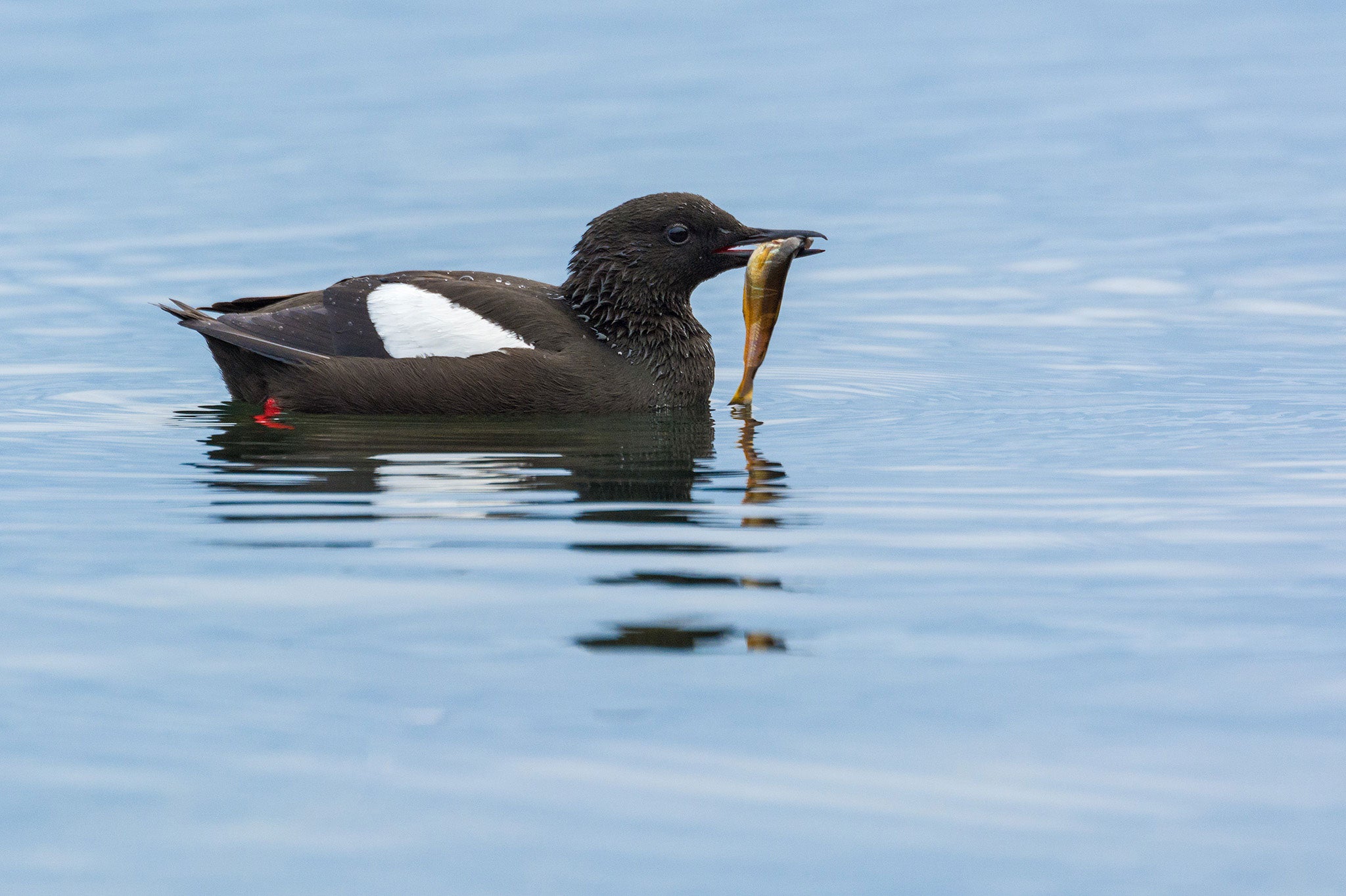 A Black Guillemot perched at the water's edge on Flatey Island in Western Iceland. E.J. Peiker