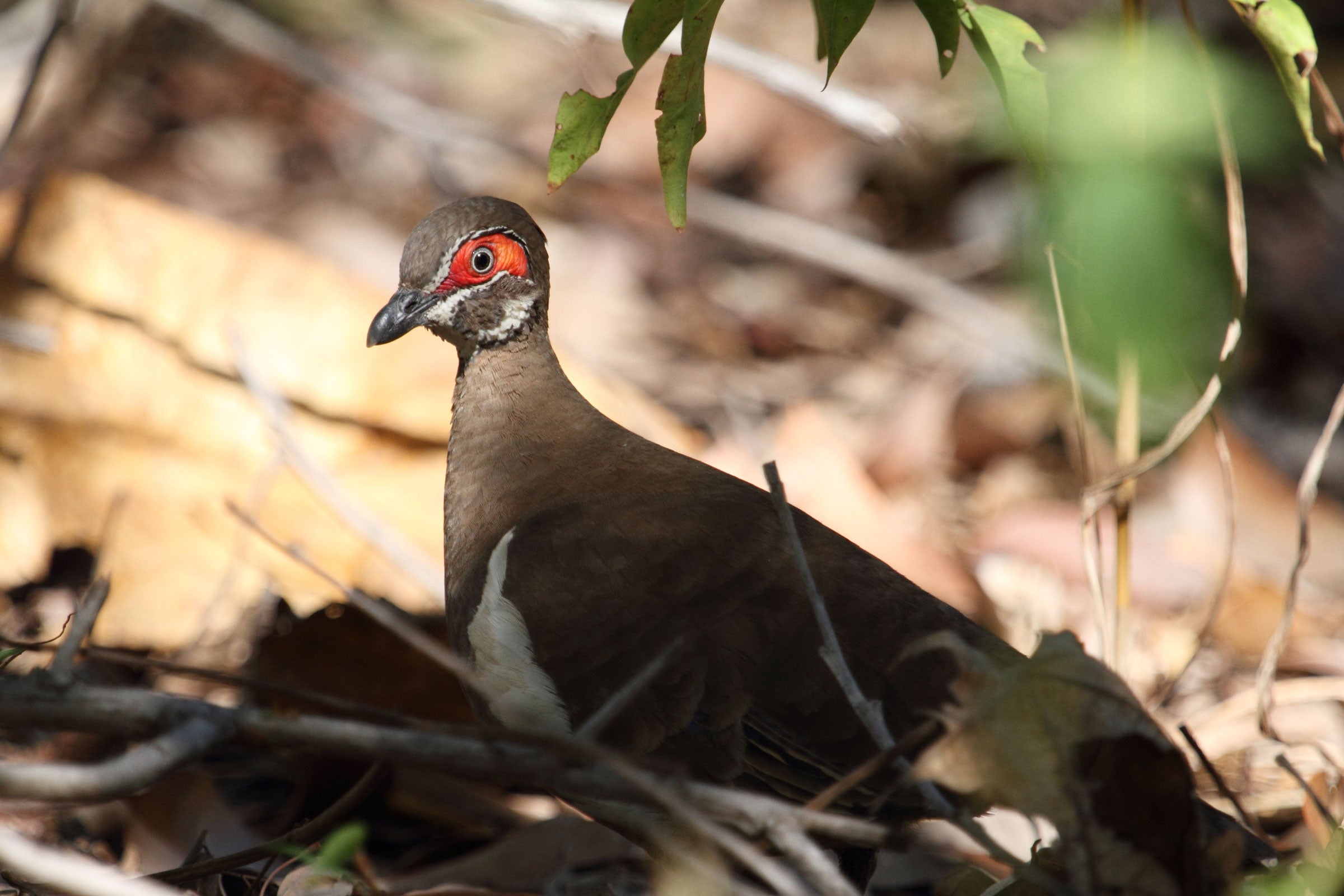 Partridge Pigeon. Jim McLean