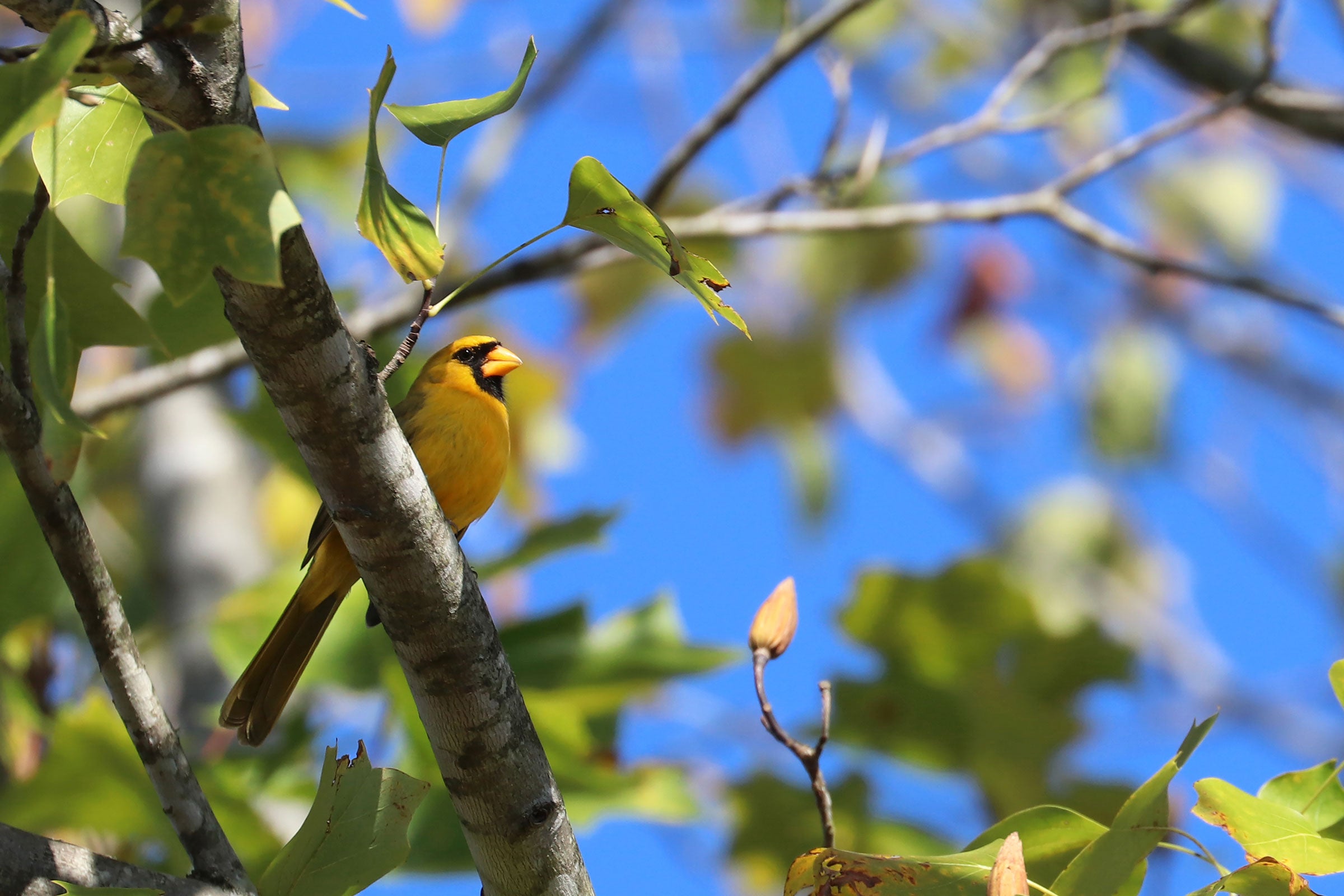 A yellow Northern Cardinal. Jeremy Black Photography