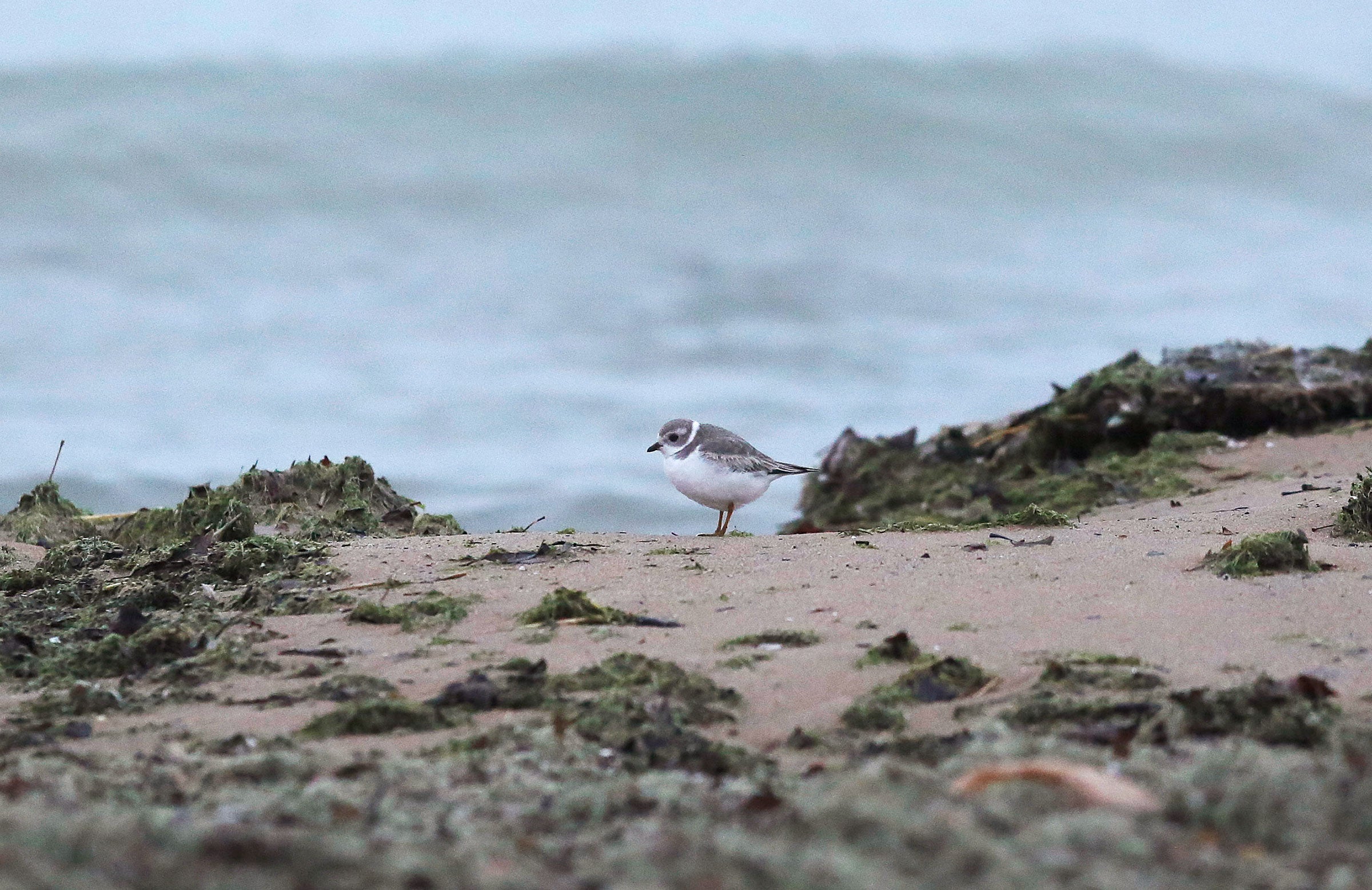 A rare Piping Plover rests on Montrose Beach along Lake Michigan. The birds are just starting to rebound in the Great Lakes region, and most fly south for the winter. Joshua Lott