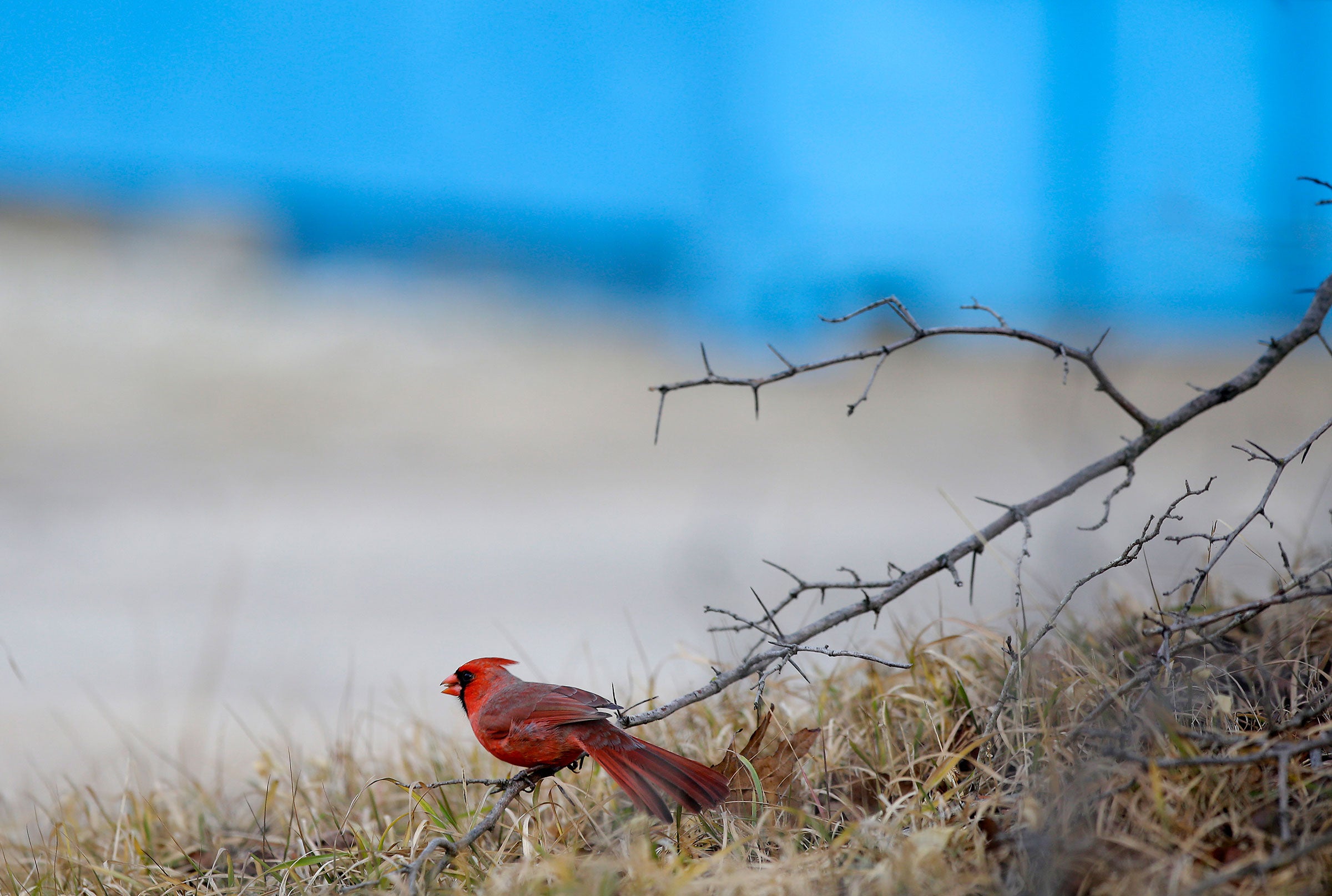 A Northern Cardinal sits on a tree branch in Chicago's Montrose Point Bird Sanctuary. More than 30 different bird species were counted from Montrose Beach on the Northside to Promontory Point on the Southside of the city. Joshua Lott