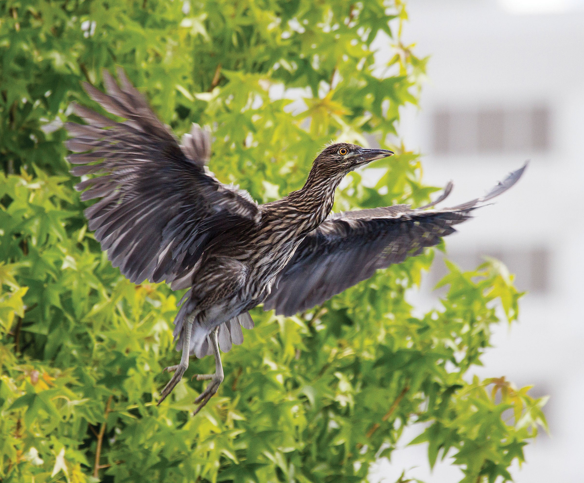 Black-crowned Night-Herons, like this juvenile, nest in rookeries in downtown Oakland, where a fall to the sidewalk can be deadly. Lee Aurich