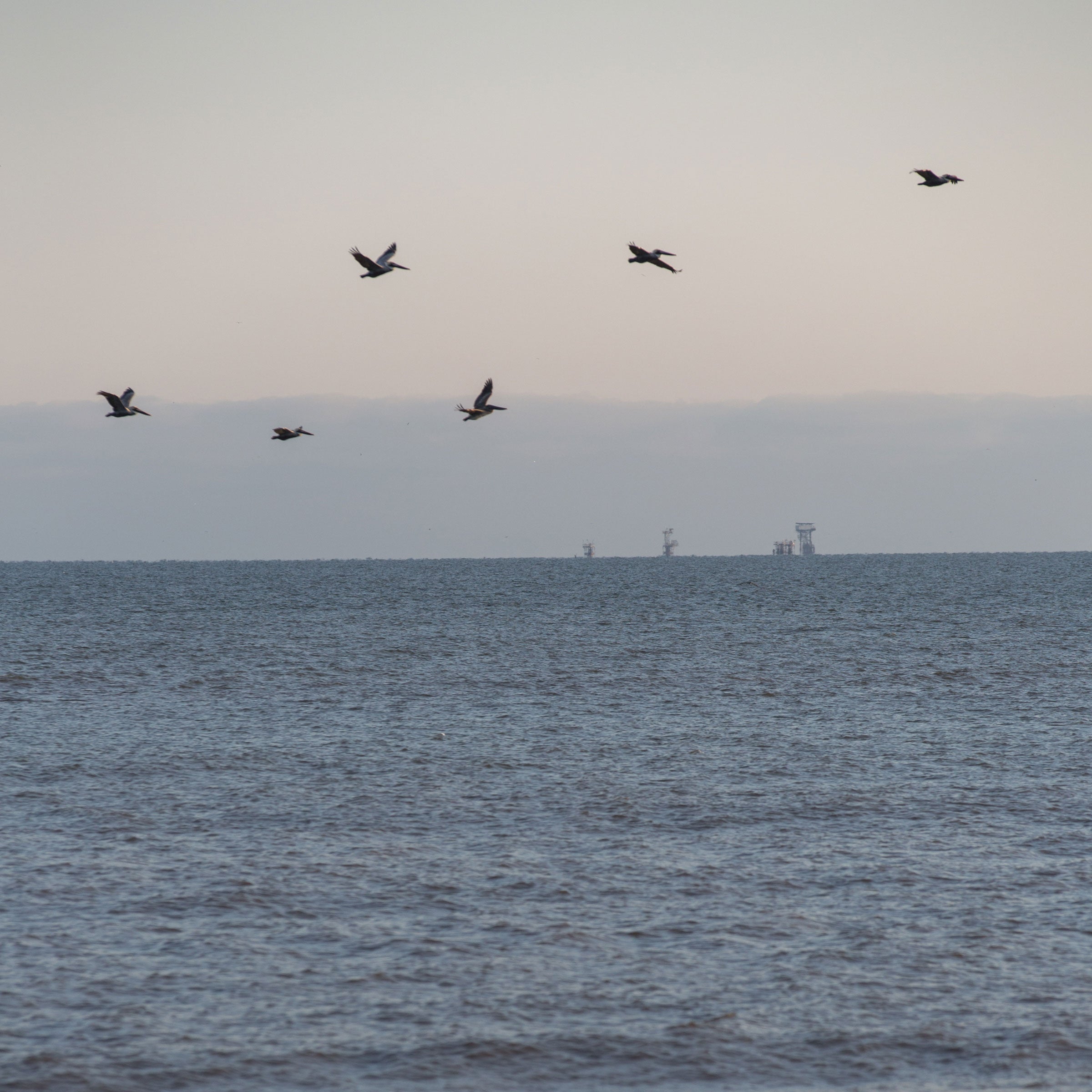Brown Pelicans with oil platforms in the background. Grand Isle, LA. Camilla Cerea/Audubon