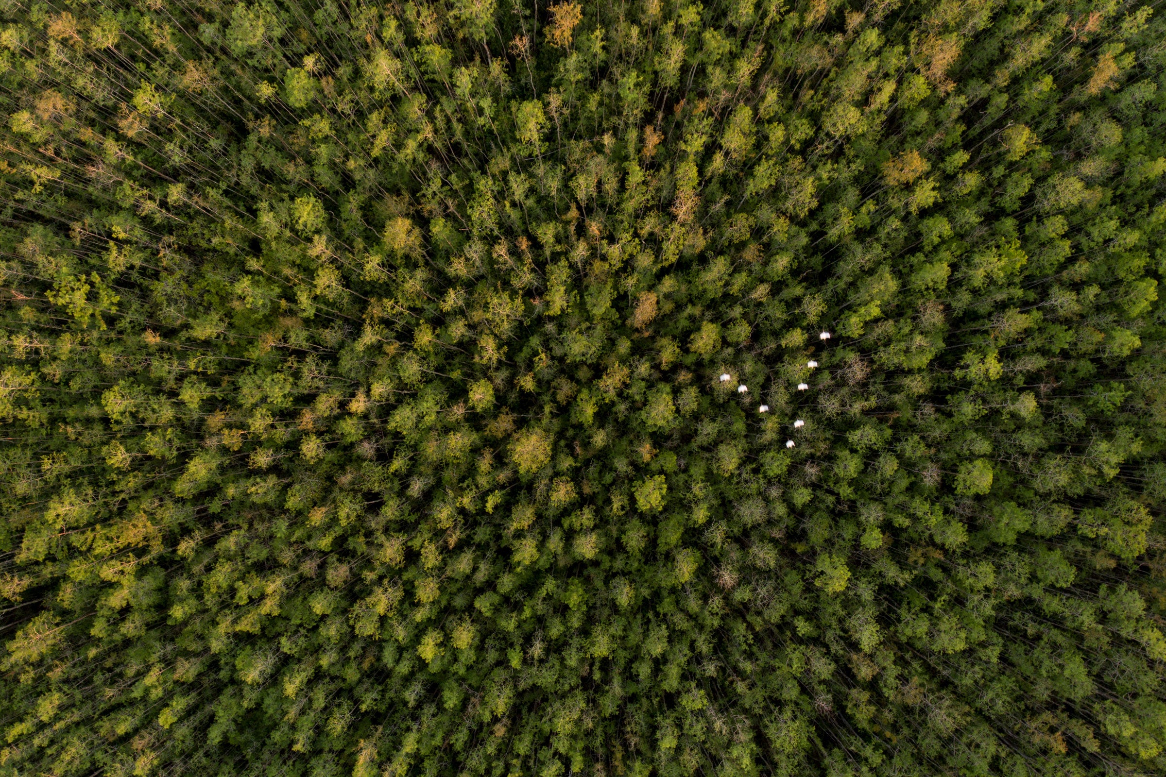 White Ibises fly over an old-growth cypress slough in Audubon's Corkscrew Swamp Sanctuary. Mac Stone