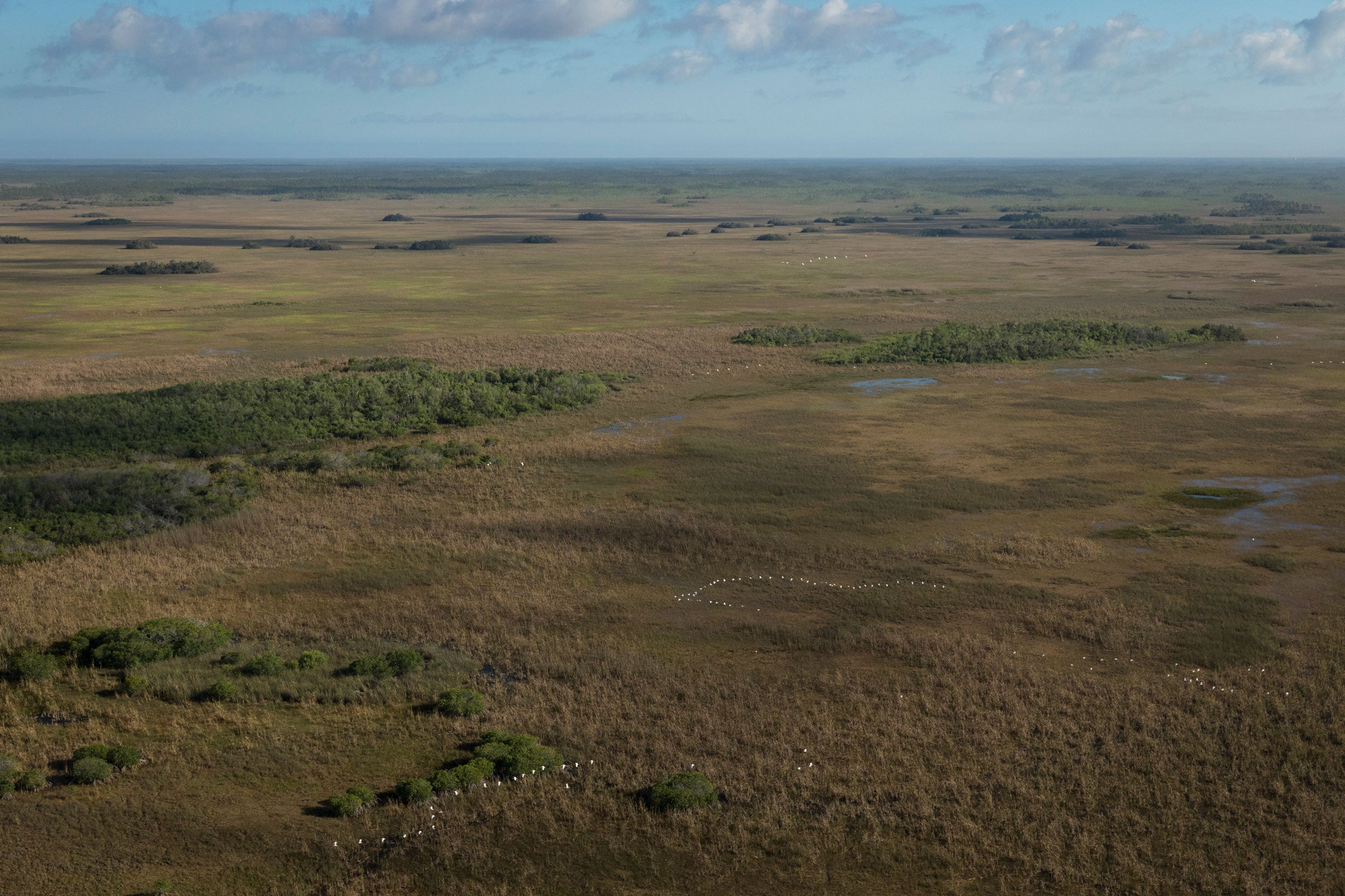 Rush hour in the Everglades: Flocks of ibises and egrets come and go from a colony of more than 15,000 birds. Mac Stone