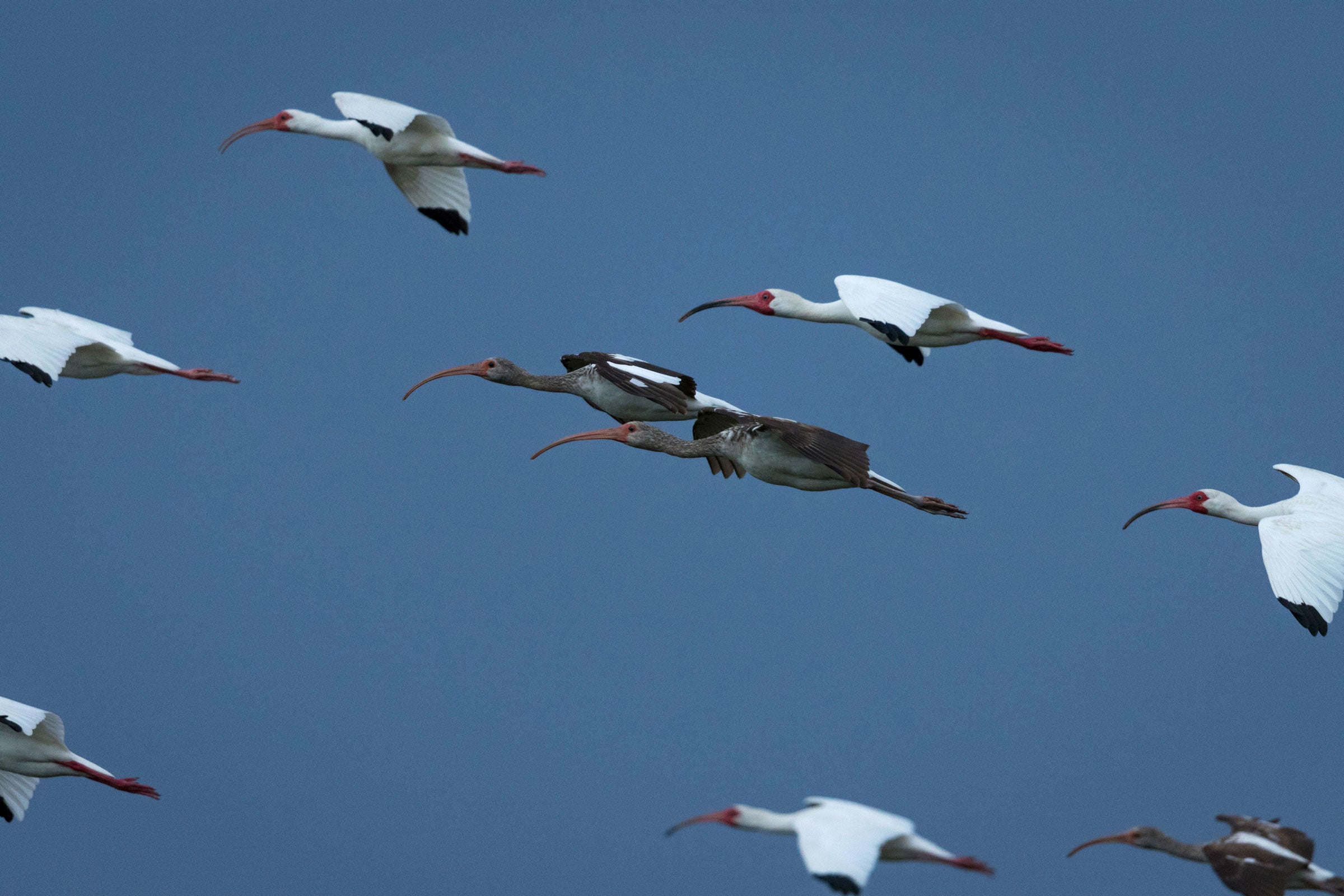 Against the gray skies of an approaching storm, juvenile and adult White Ibises in breeding plumage fly in to roost at the Pine Glades Natural Area. Mac Stone