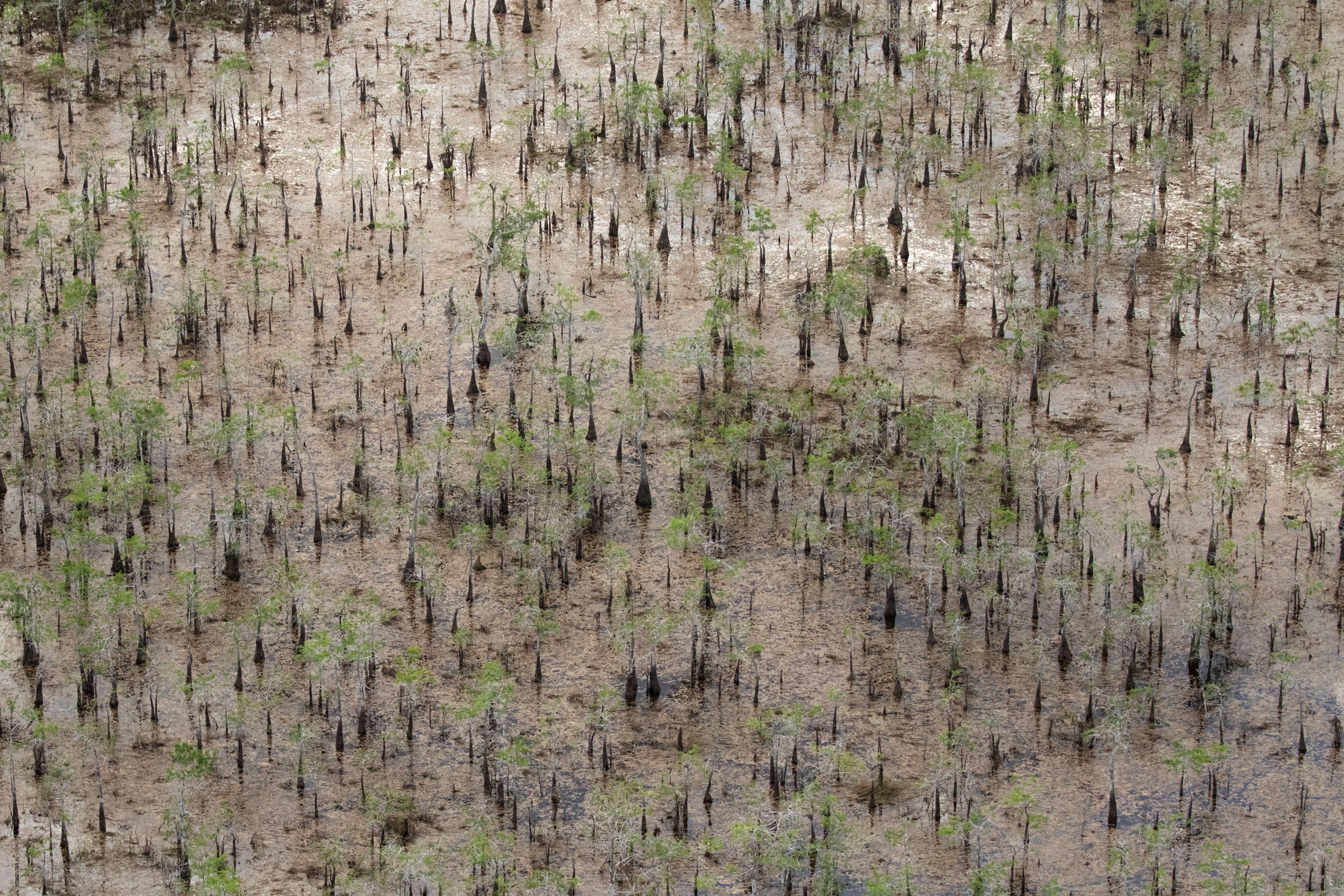 A slough of pond and drawf cypress runs through a wetland near Big Cypress National Preserve. Mac Stone