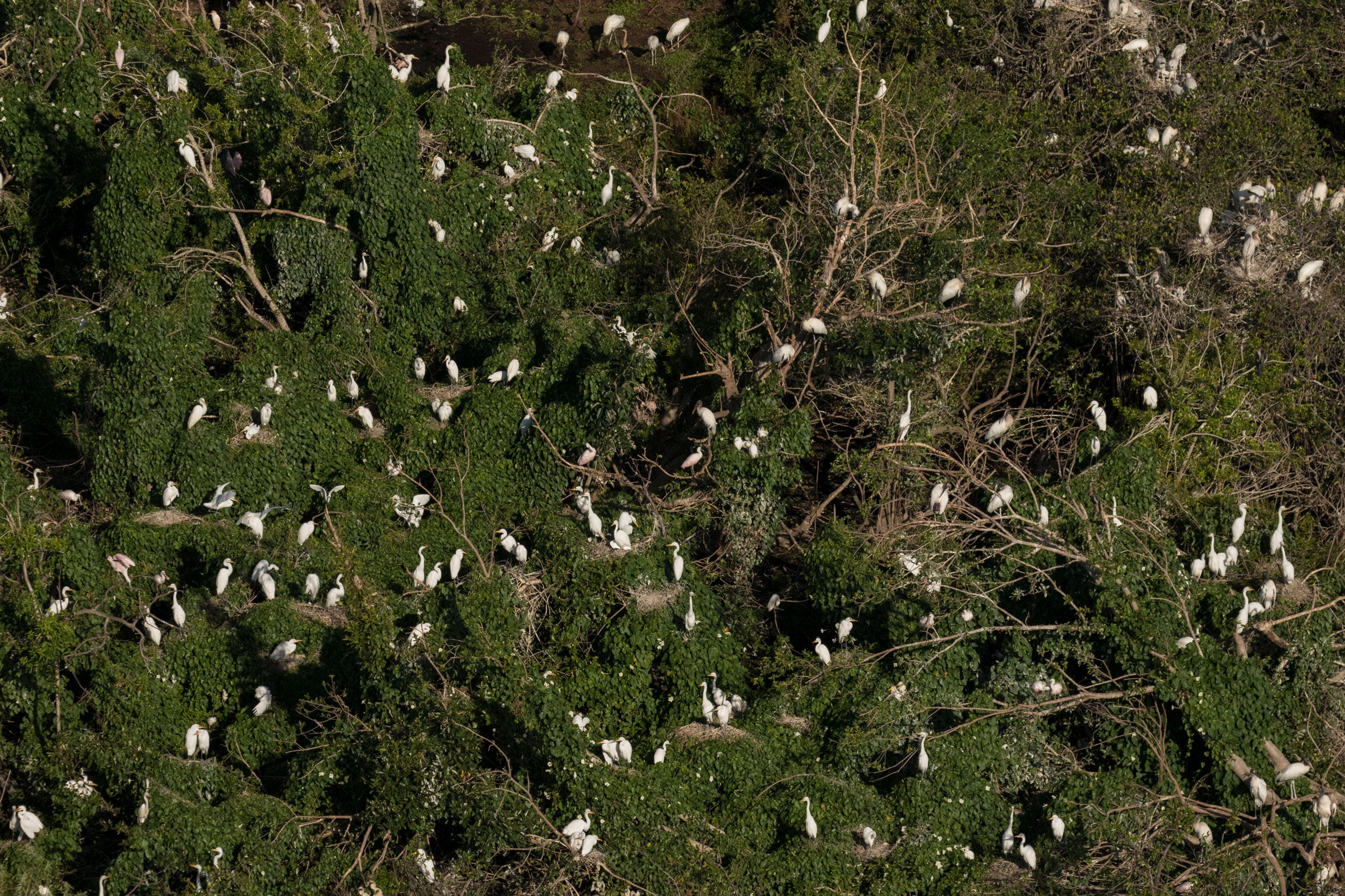 A colony of more than 12,000 White Ibises, Wood Storks, and egrets forms in the marsh and mangrove ecotone in Everglades National Park. Mac Stone