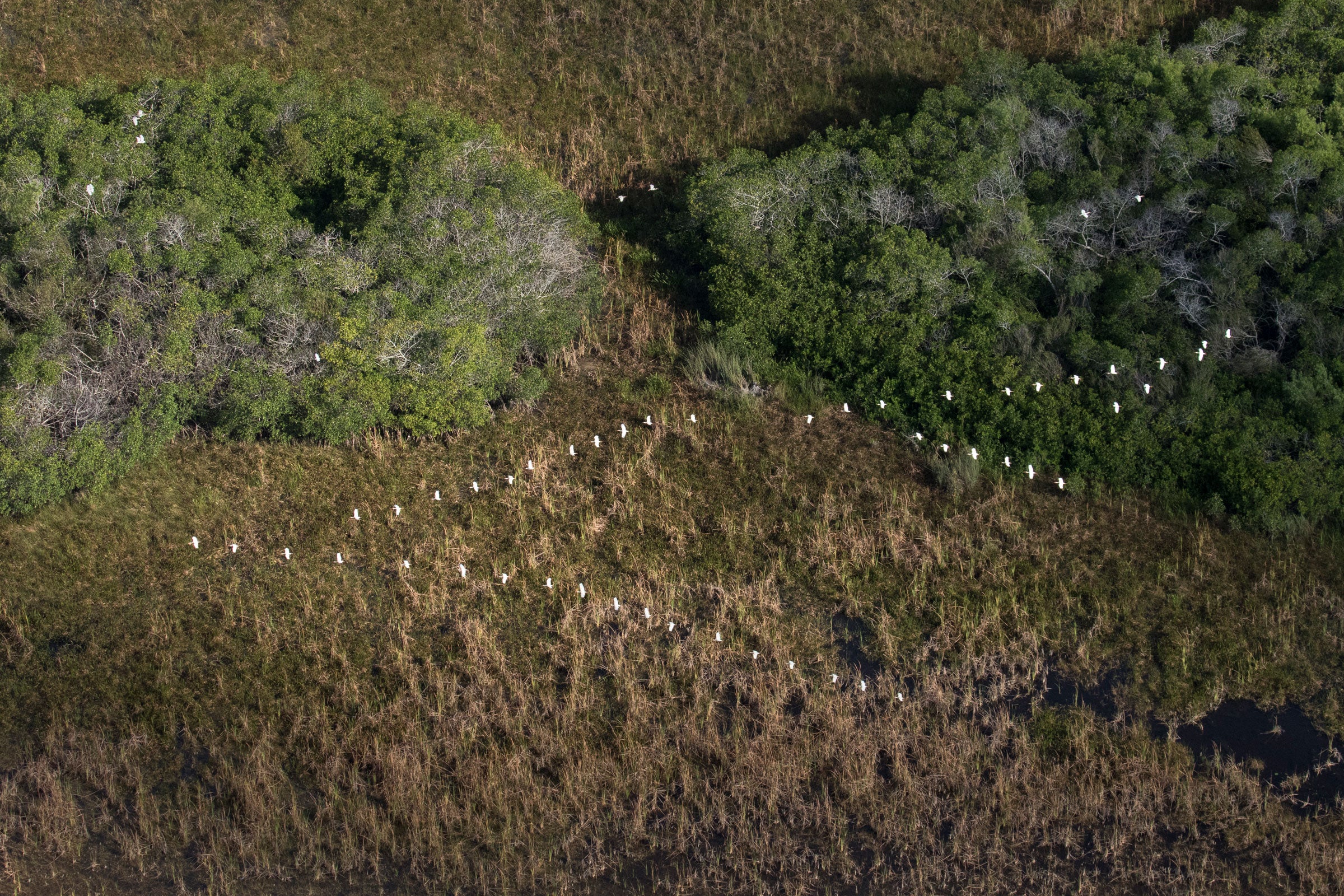While the nesting boom largely has to do with water levels, efforts to restore and protect the Everglades have bolstered populations of wading birds and provided the habitat they need for nesting during optimal conditions. Mac Stone