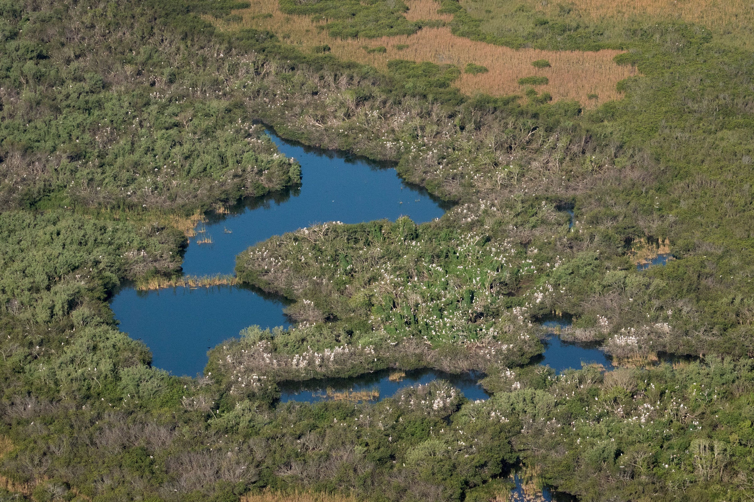 Human development has resulted in huge amounts of water being diverted from the Everglades. When the water levels are as they should be, the ecosystem can support super colonies. Mac Stone