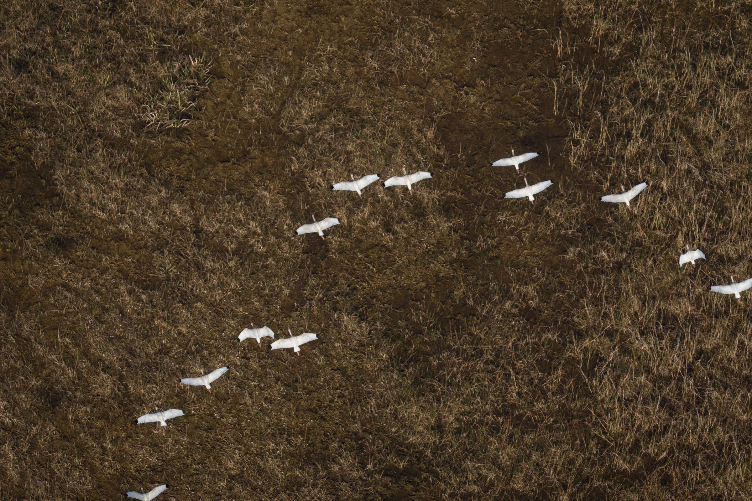 White Ibises make their way back to a colony in the southern Everglades. Mac Stone