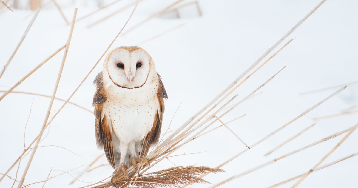 Does Camera Flash Hurt Birds Eyes: Shocking Truth Revealed!