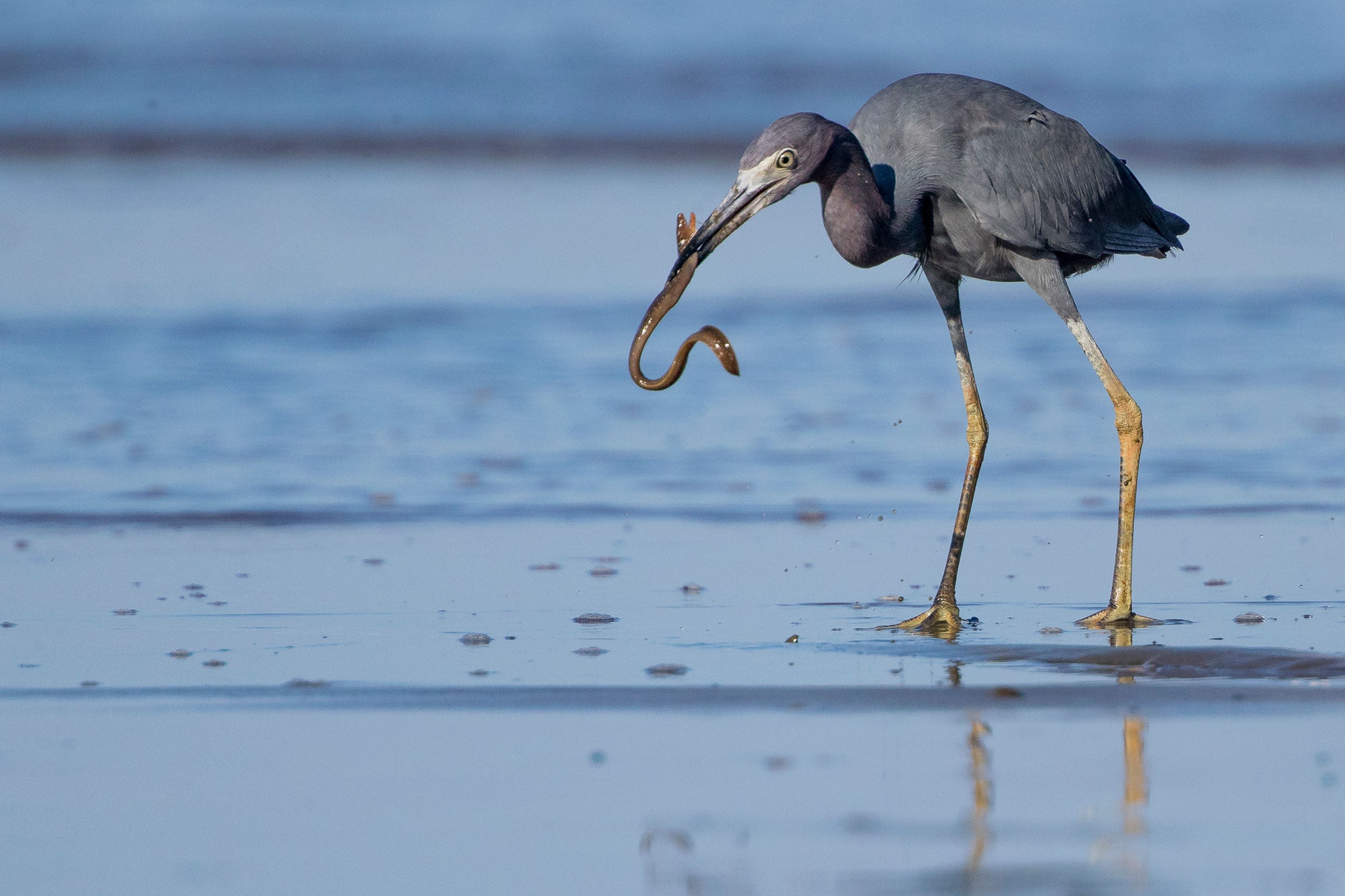 A Little Blue Heron, among the birds advocates say will gain habitat. A Little Blue Heron, among the birds advocates say will gain habitat.