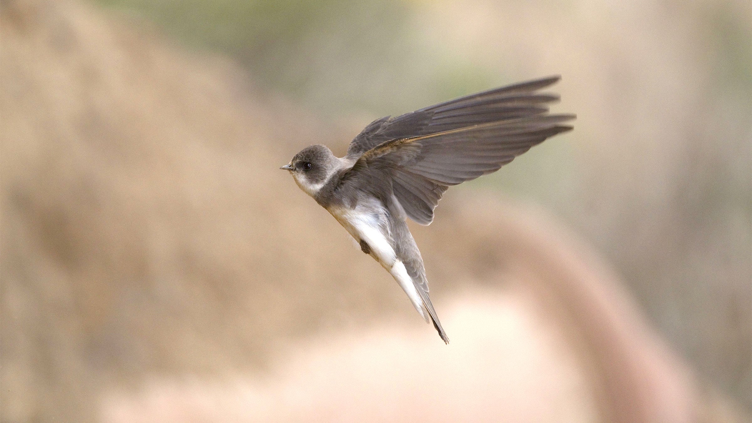 Bank Swallow. Paul Hobson/FLPA/Minden Pictures
