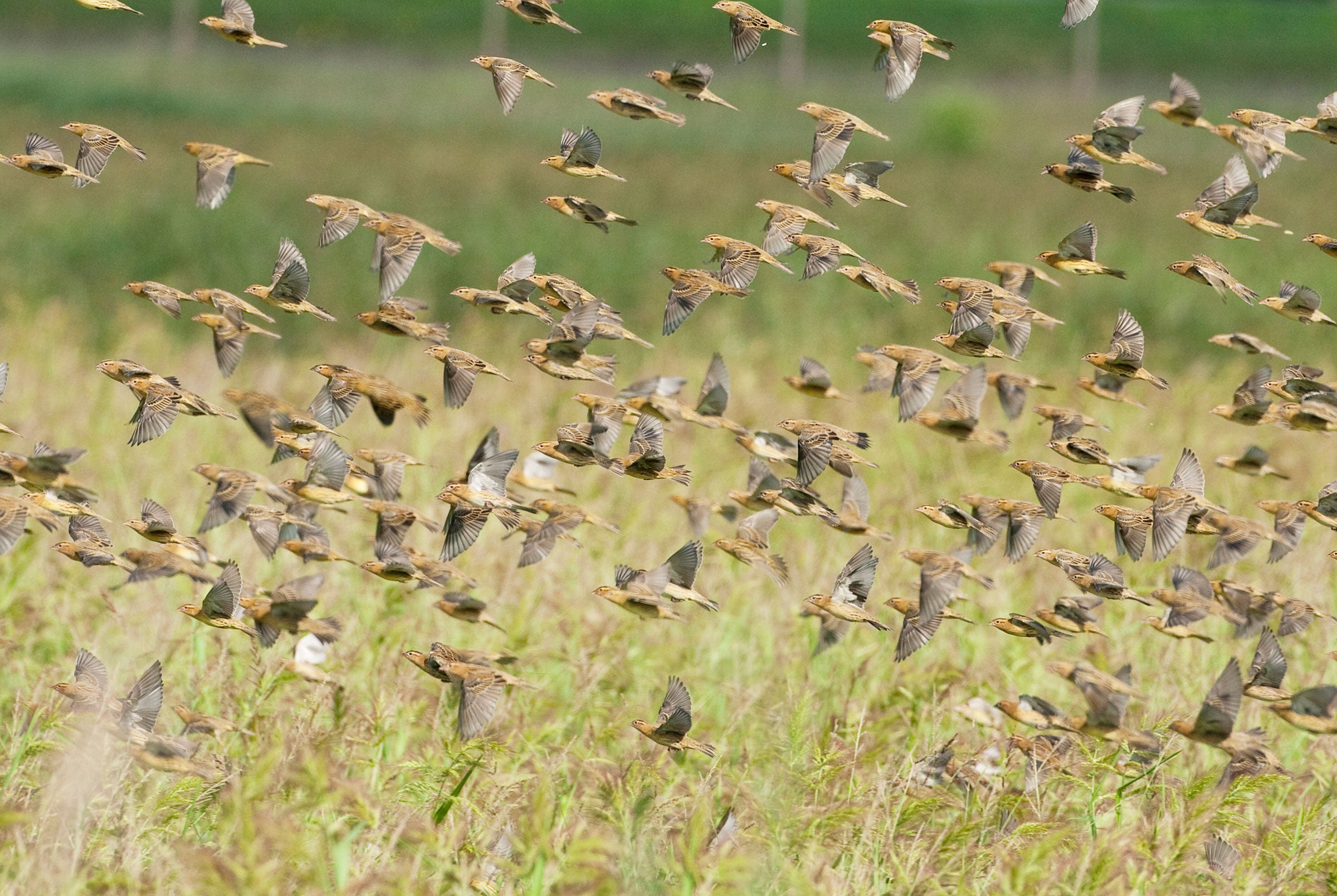 Two-hundred years ago, in South Carolina's Lowcountry, Bobolinks fed on Carolina Gold Rice as enslaved African Americans worked alongside them. Marie Read/NPL/Minden Pictures