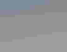 Monty the Piping Plover in April 2022.