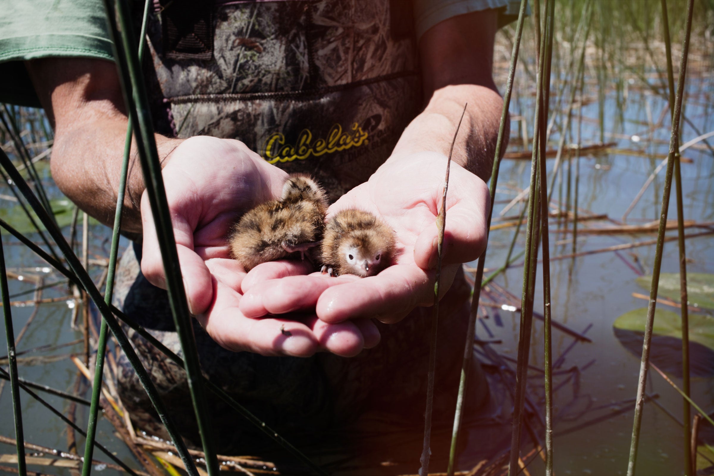 Black Tern chicks at Mackie Colony, one of about 10 Black Tern colonies in the St. Clair Flats State Wildlife Area, Michigan. Mike Fernandez/Audubon