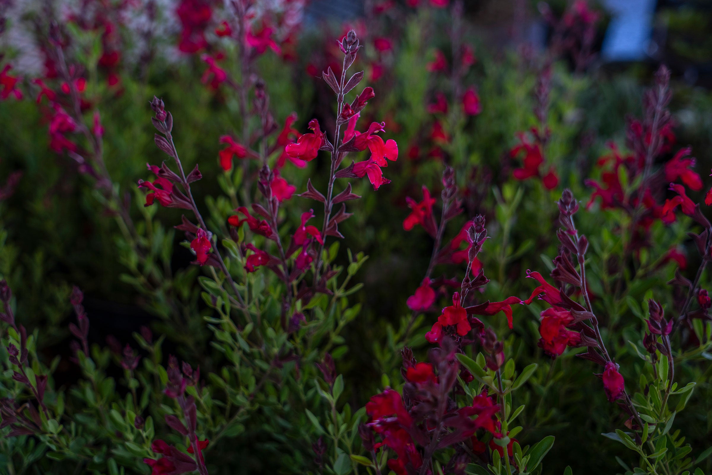 Autumn Sage is pictured before the Plants for Birds Initiative event at Gough Park in SIlver City, New Mexico for Earth Day. Paul Ratje