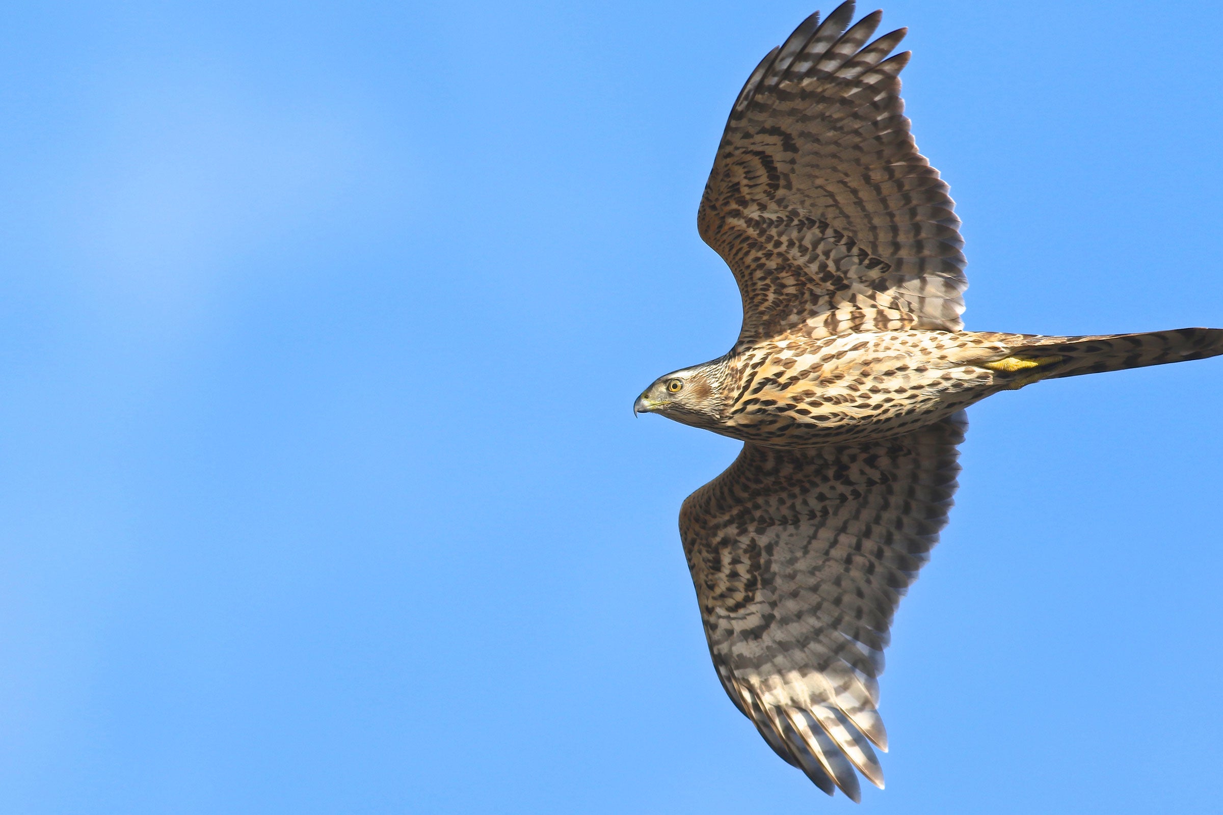 Northern Goshawk. Karl Bardon