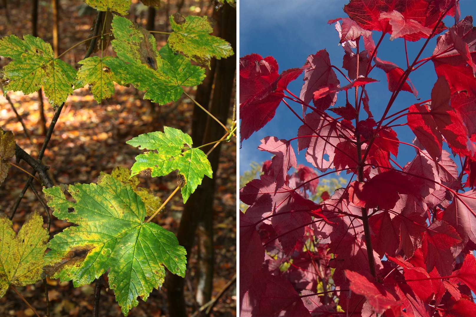 Invasive Vs. Native What is the Difference Between Native, Non-native, and Invasive Plants ...