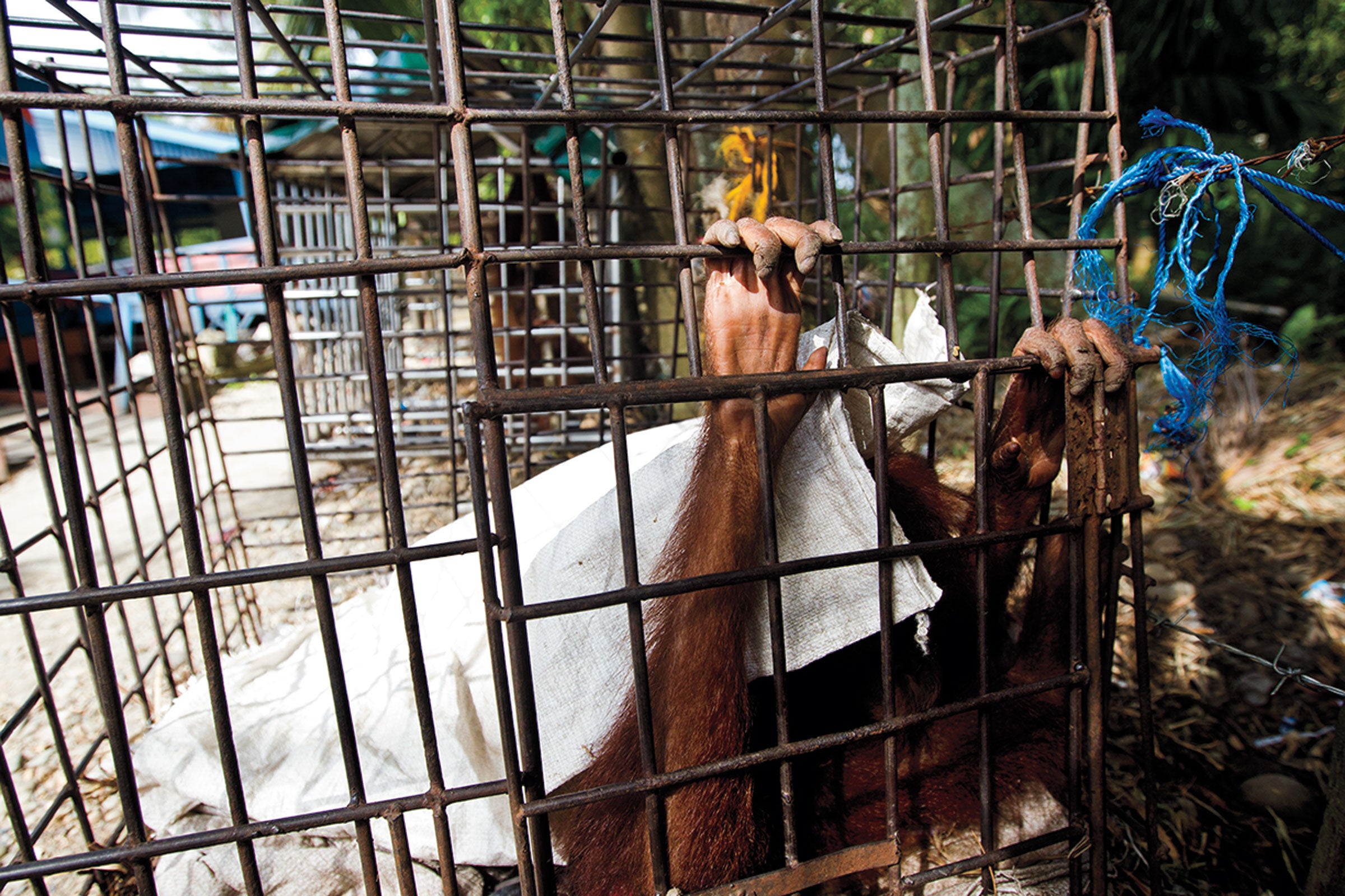 A young orphaned orangutan clings to its cage at a wildlife trader’s property in the Leuser. A poacher can collect $250 for an orangutan of this size. Paul Hilton