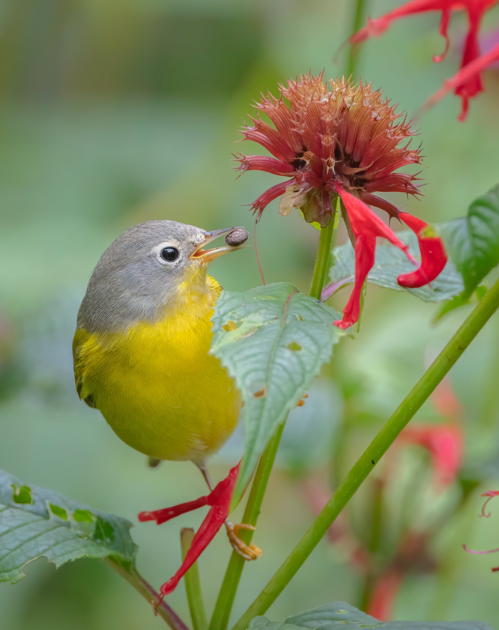 A little Nashville Warbler, yellow with a gray head, clings to the stalk of a scarlet bee balm plant. Its profile faces a pink seedhead where a few bright red flower segments remain and stand out against a green background. In the bird’s beak is a tiny snail.