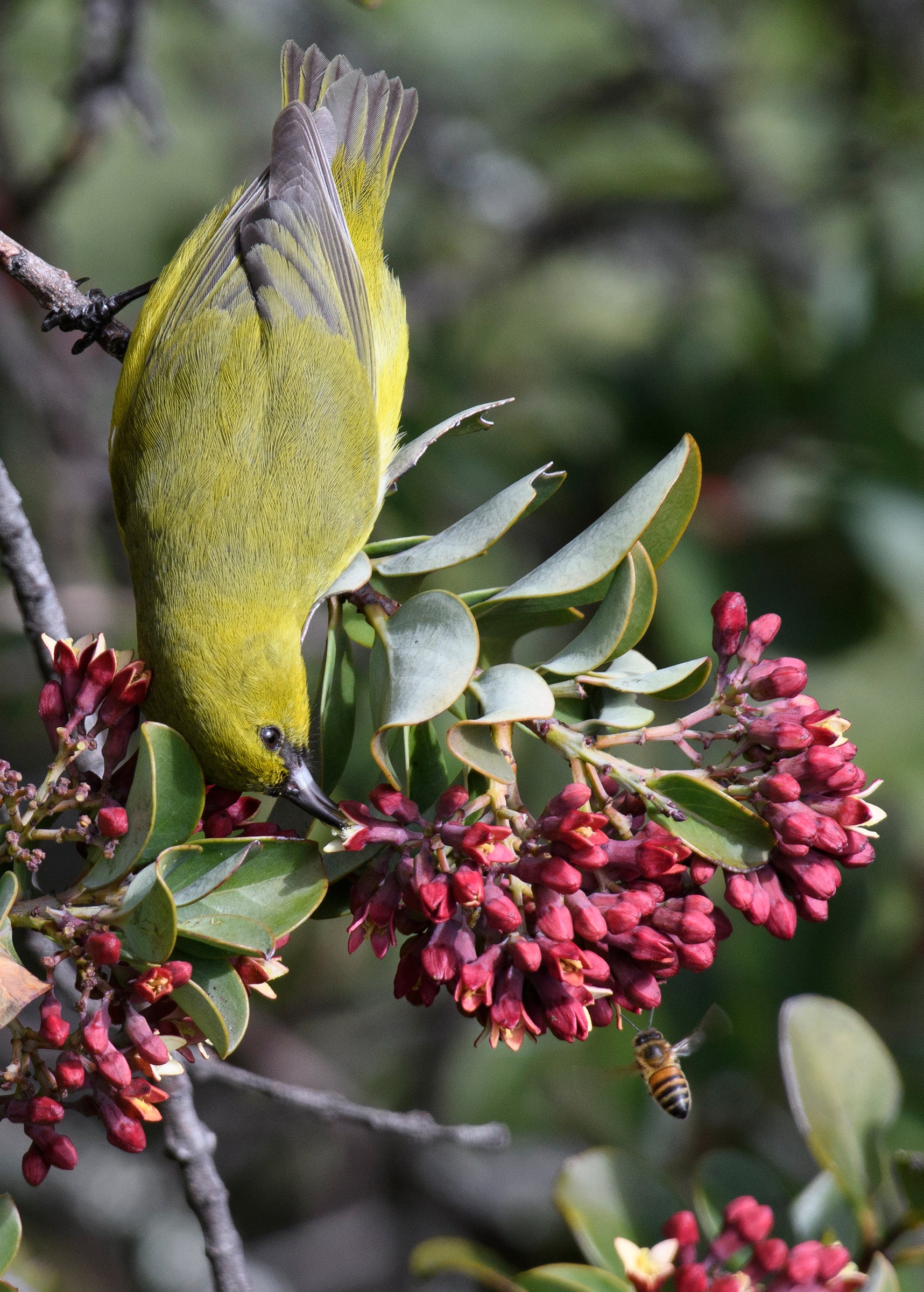 A Hawai‘i ‘Amakihi drinks nectar upside down from the pink, clustered flowers of the sandalwood tree. Below the blooms, a black and orange bee approaches, its beating wings blurred. The bird’s small green body is in soft sunlight as its slightly curved black beak disappears into a flower.