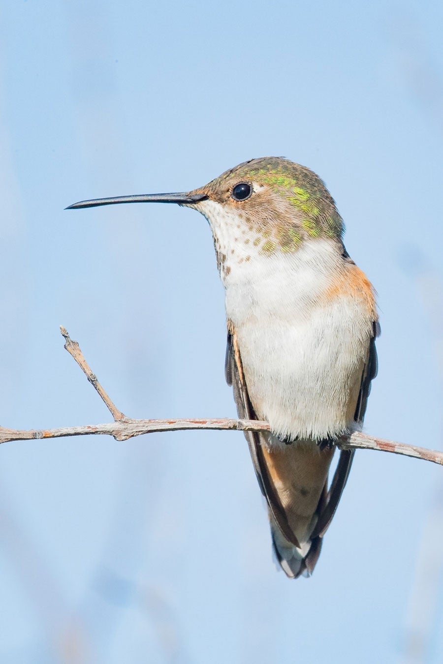 This female Allen's Hummingbird was photographed in early-morning light. The sky was clear, and the sun was low, such that contrast was lessened and the light much softer than around mid-day. Roy Dunn