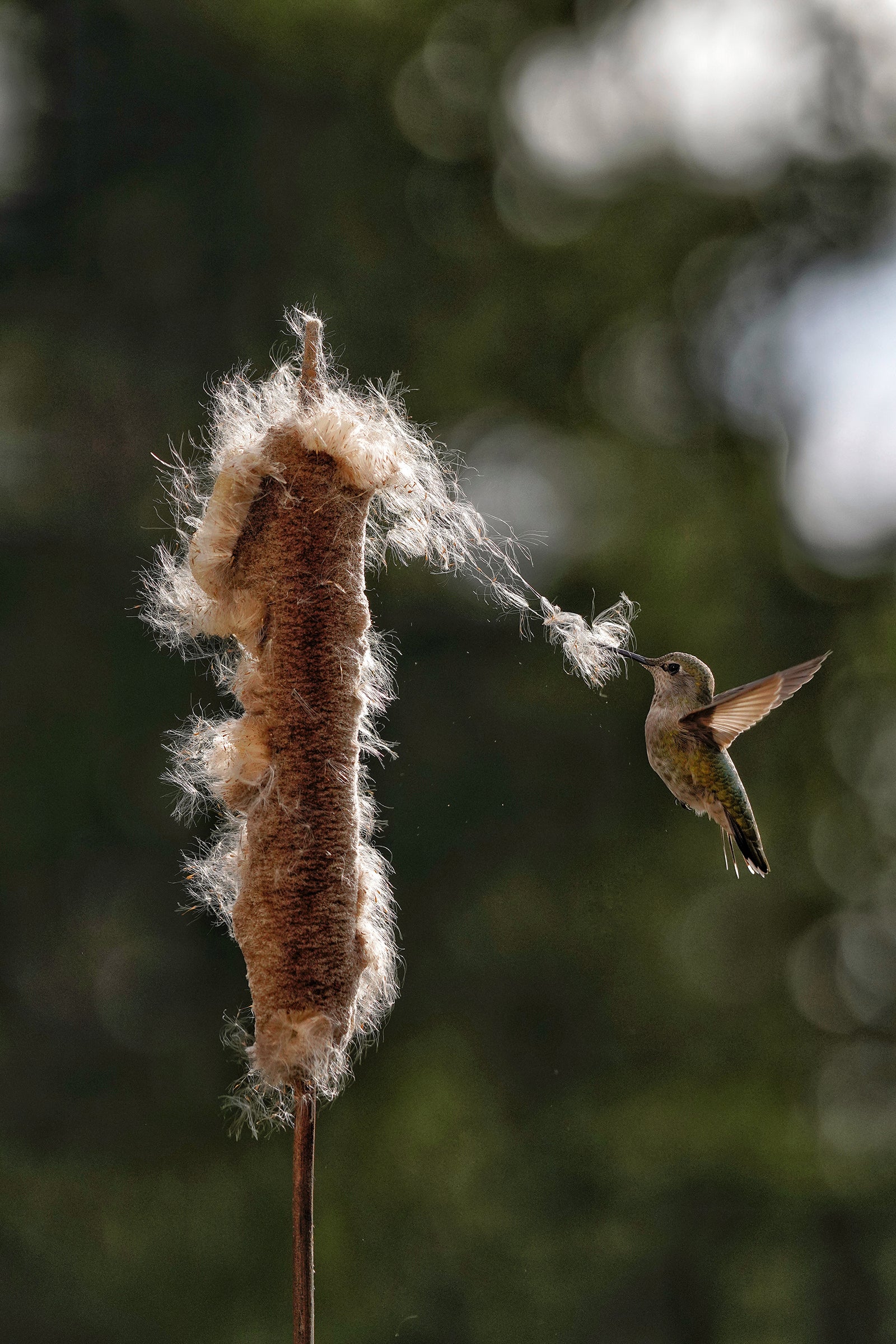 The brown, cylindrical top of a cattail stands upright as a green Anna’s Hummingbird half its size pulls away seed fibers, their fluff extending from her beak to the top of the plant. The sunlit cattail is illuminated around the edges
