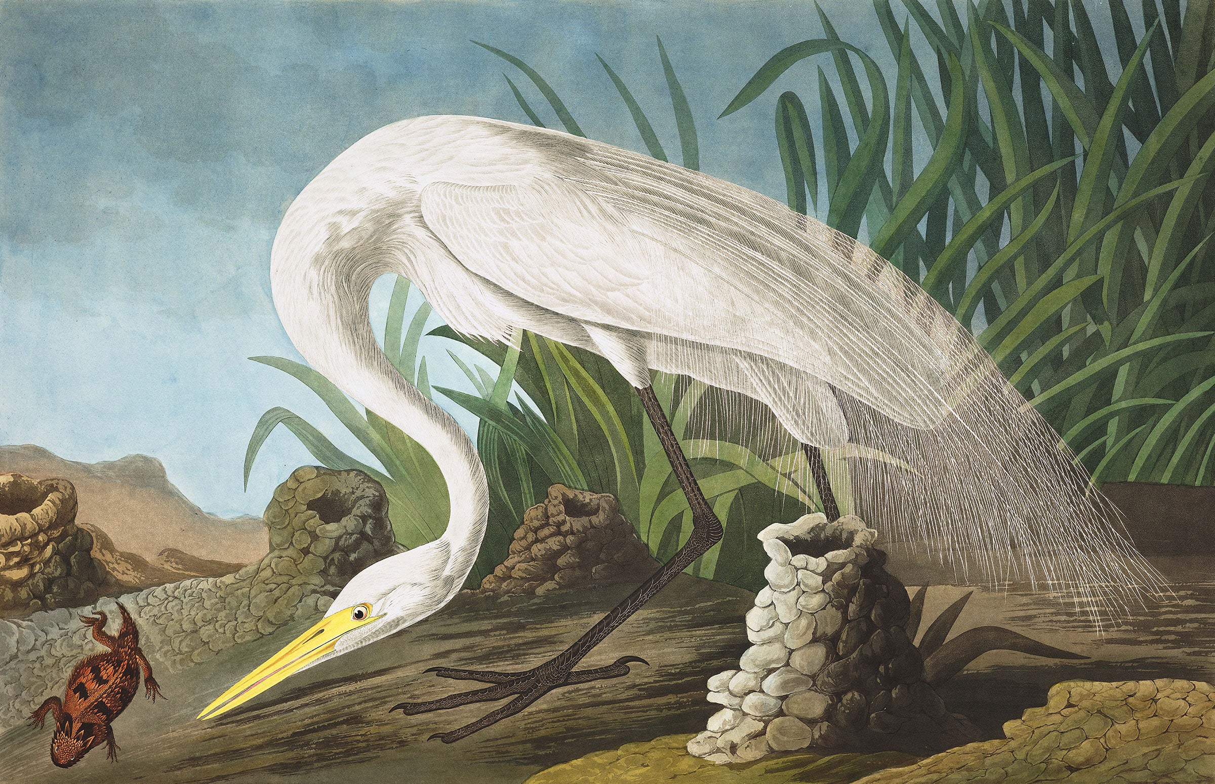 Illustration: John James Audubon