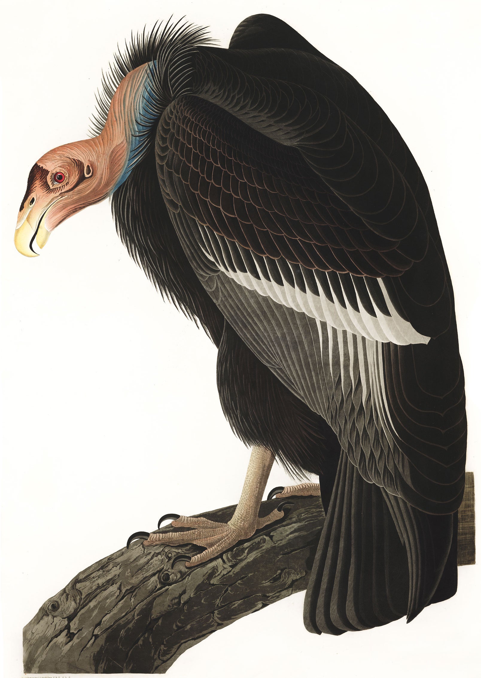 Illustration: John James Audubon
