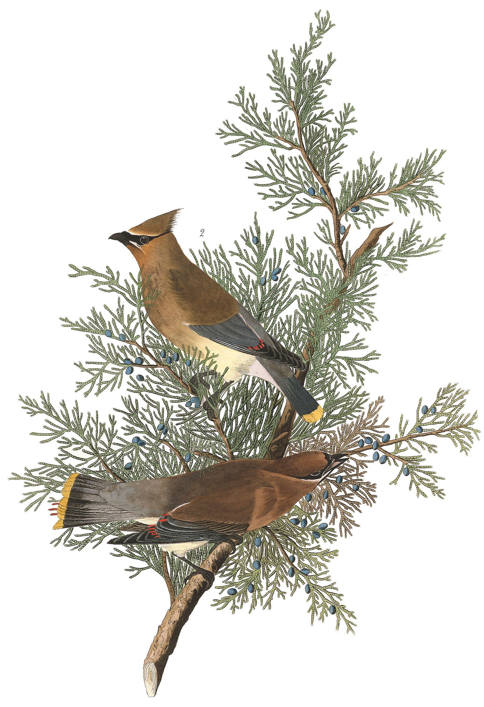 Illustration: John James Audubon