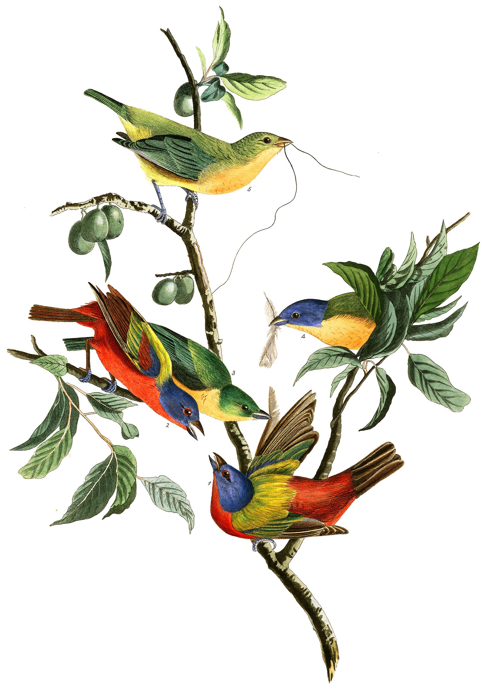 Illustration: John James Audubon