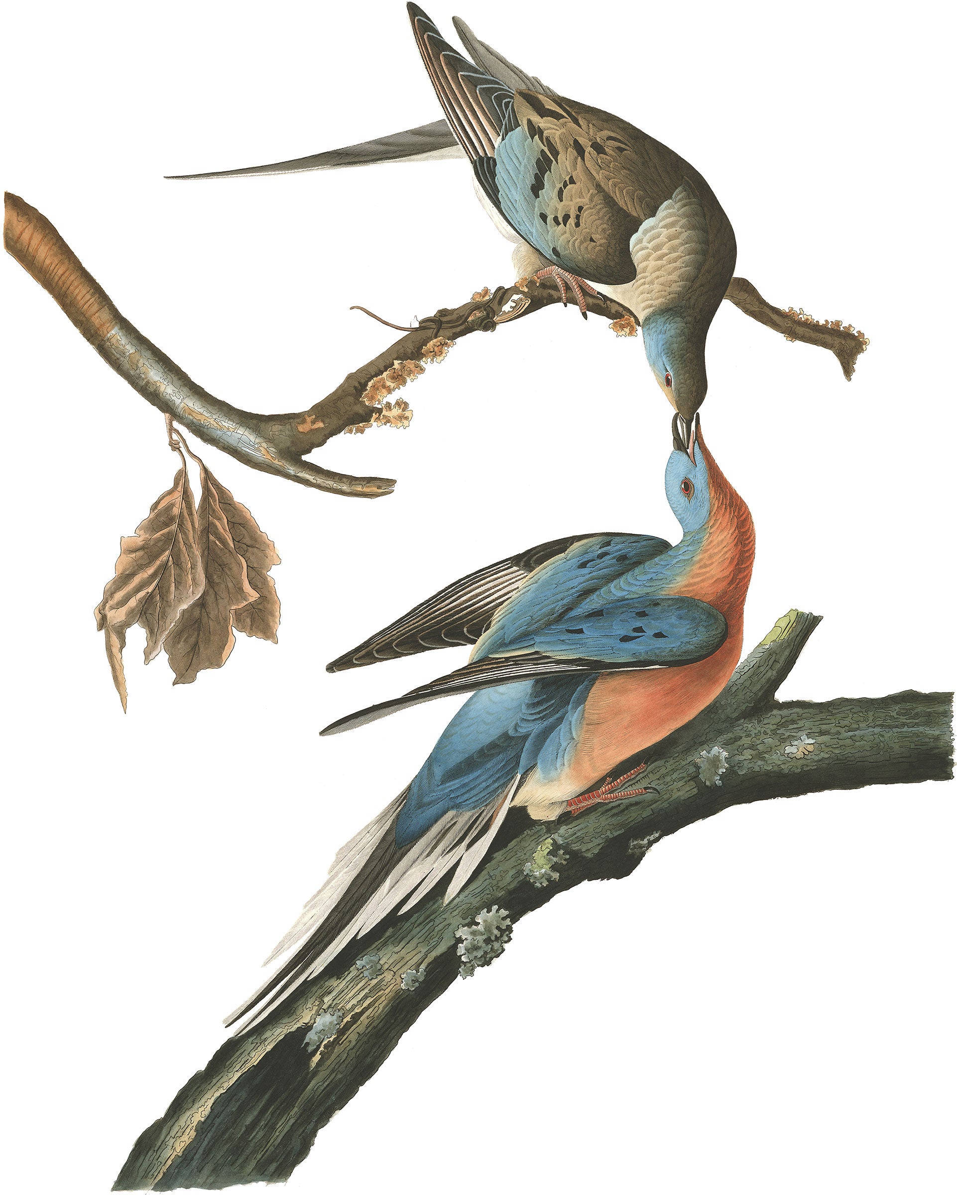 Illustratiion: John James Audubon