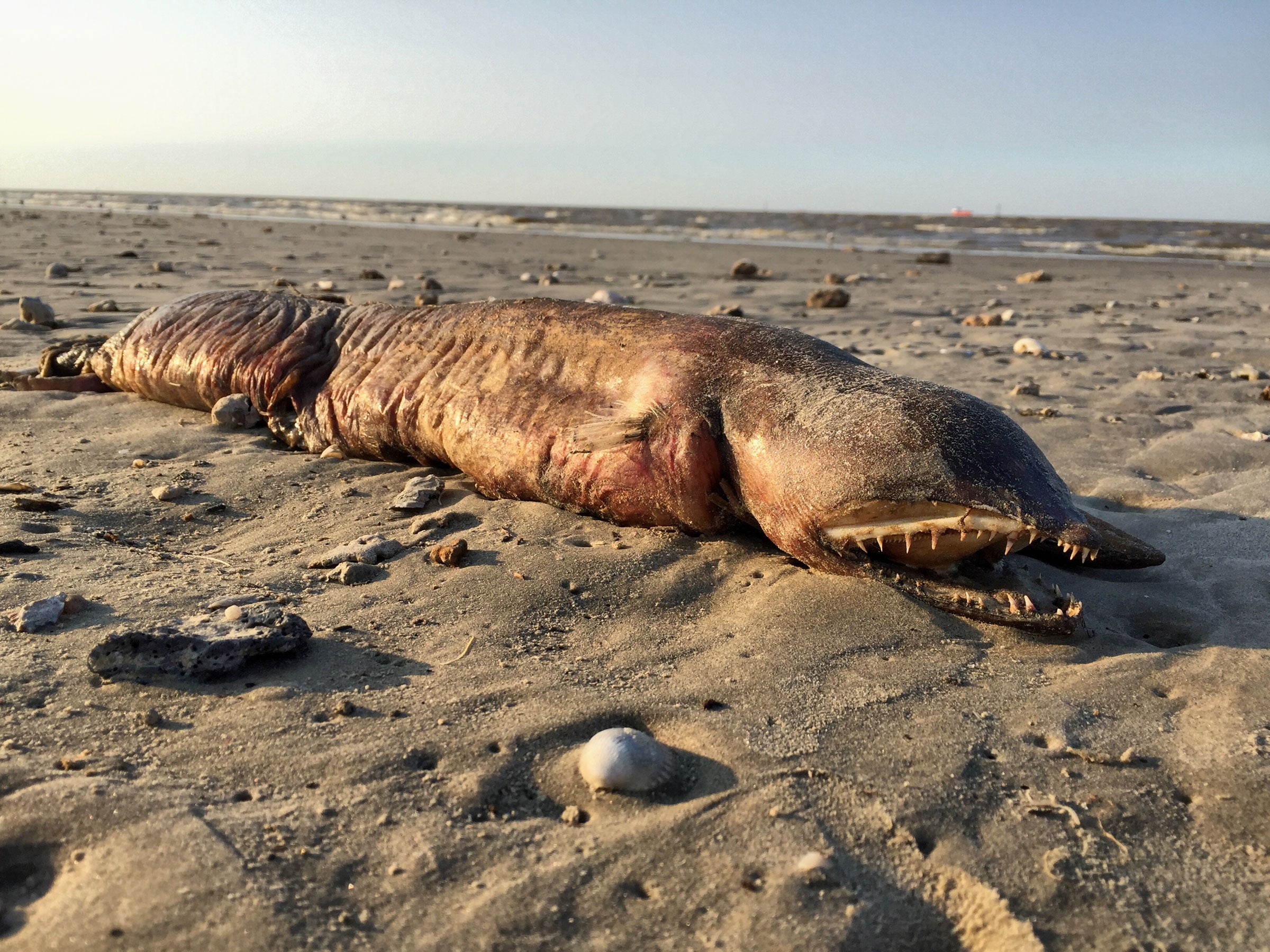 According to eel specialist Dr. Kenneth Tighe, a biologist with the Smithsonian National Museum of Natural History, this mystery sea creature found by Audubon staff is probably a fangtooth snake-eel or "tusky" eel. Preeti Desai/Audubon