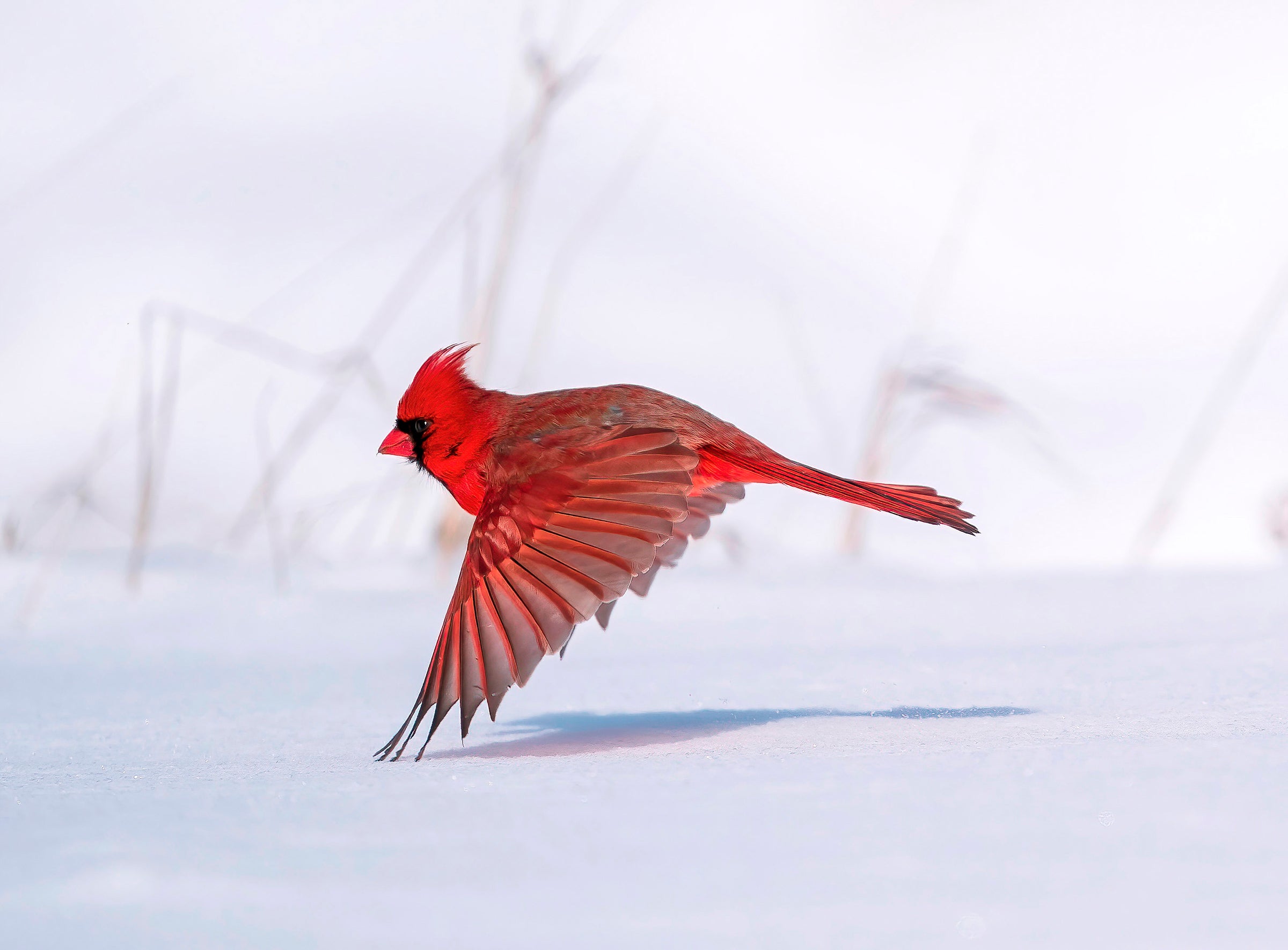 A red male Northern Cardinal seems to float above the snowy ground, the crest feathers on its head blown backward in the wind as it flies in profile in front of gray plant stalks. The bird’s three wing feathers touch the white carpet of snow, its shadow connecting below.