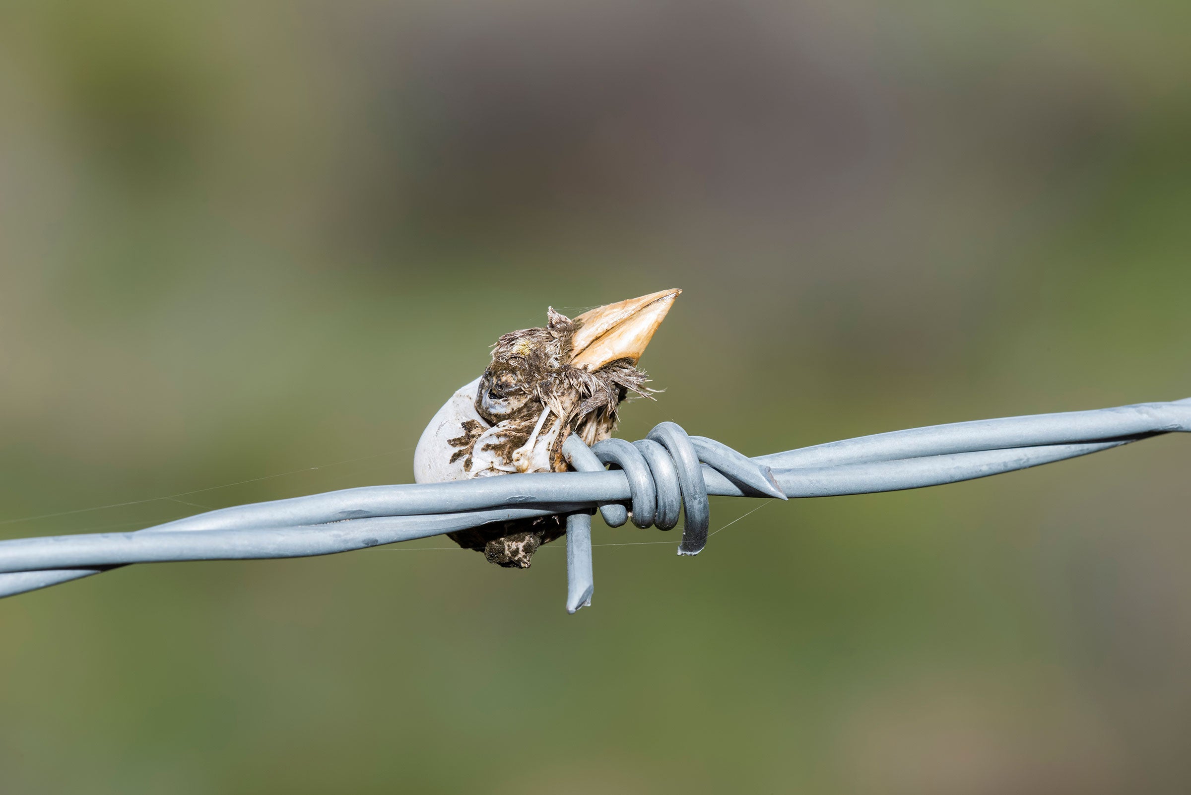 Probable Grasshopper Sparrow. Rachel Hopper